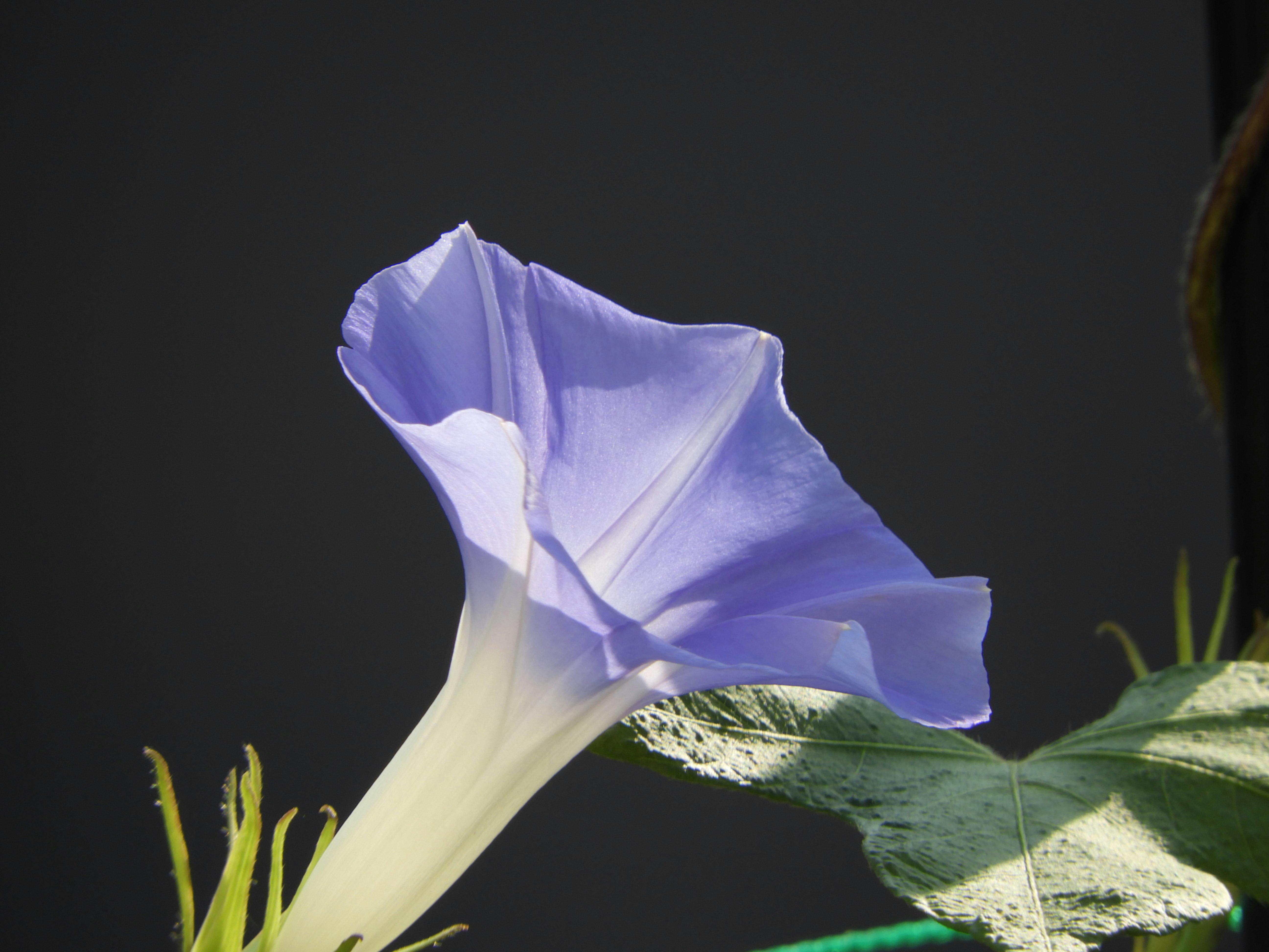 黒背景に咲く朝顔の花