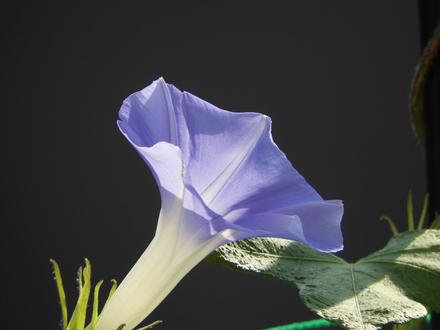 Gros plan d'un pétale de fleur violet avec des feuilles vertes