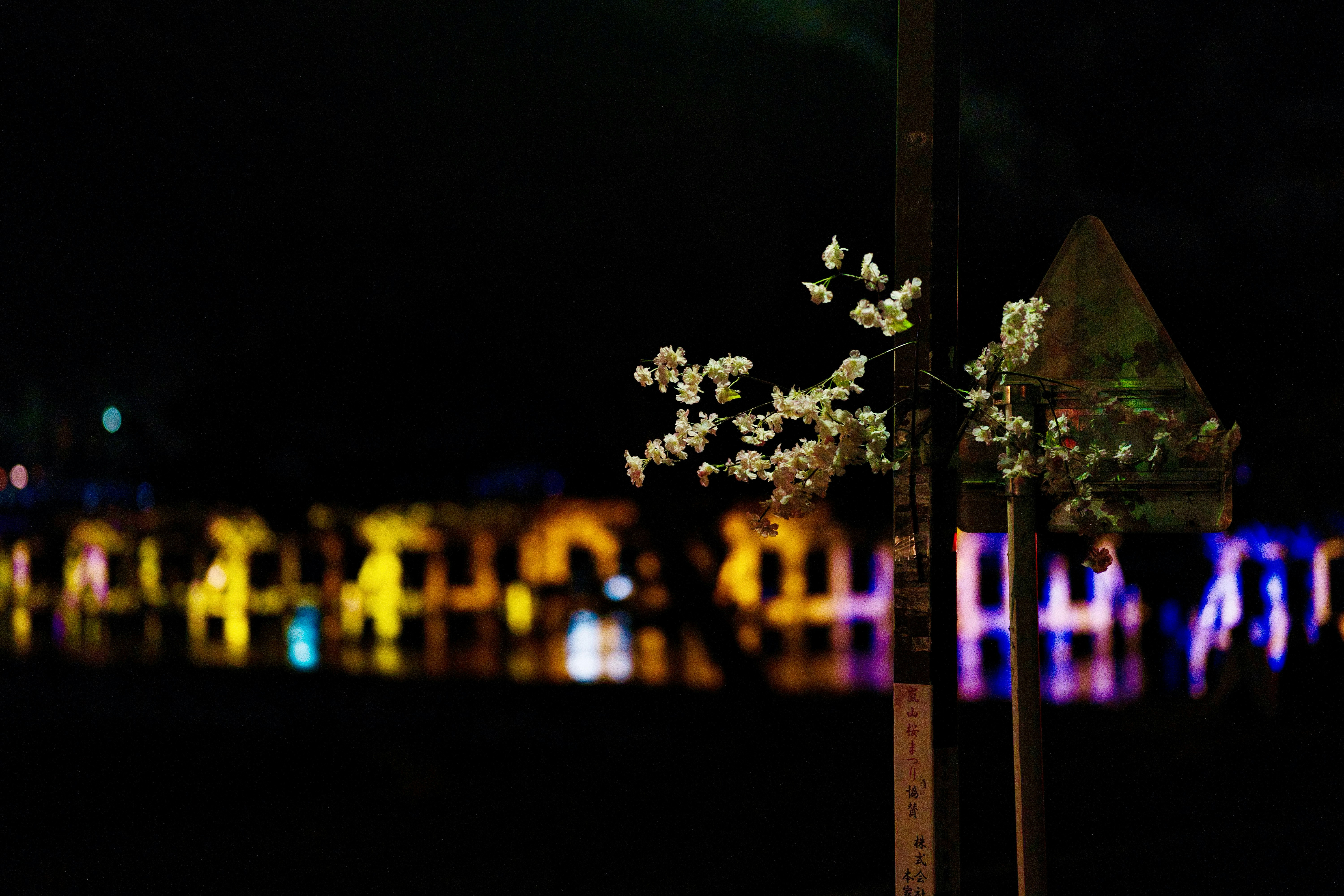 ライトアップされた渡月橋周辺の夜景と桜の枝