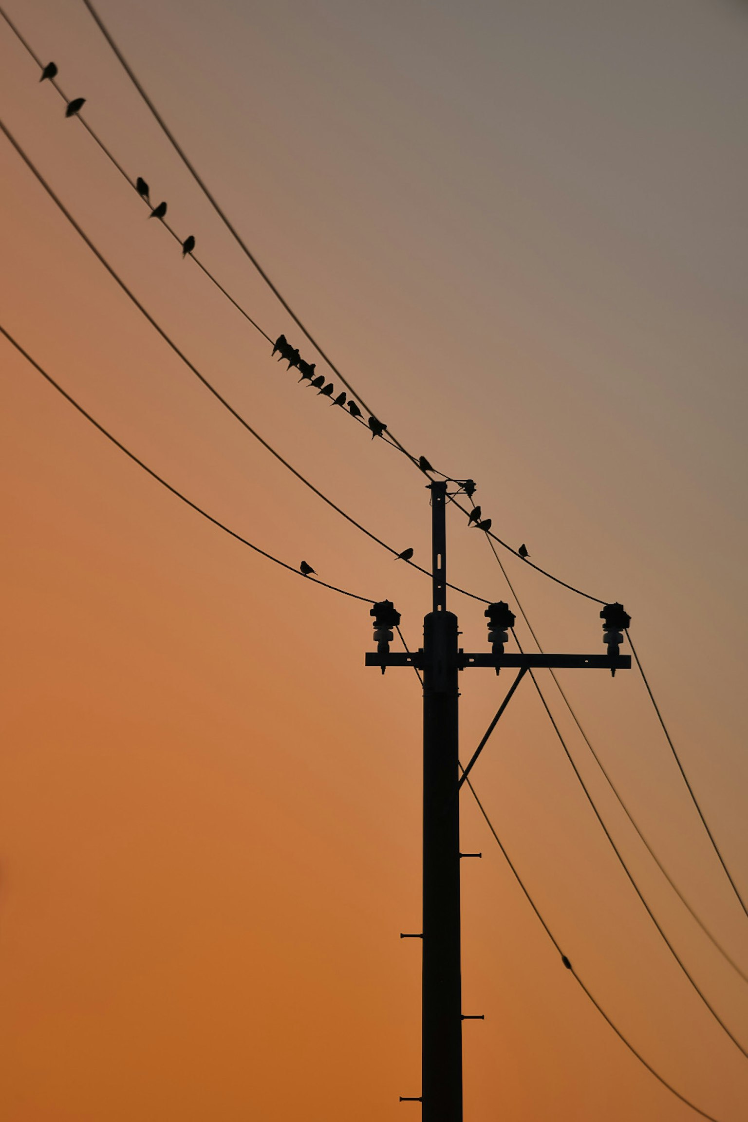 Silhouette of a utility pole and power lines against a sunset sky with birds perched on the wires