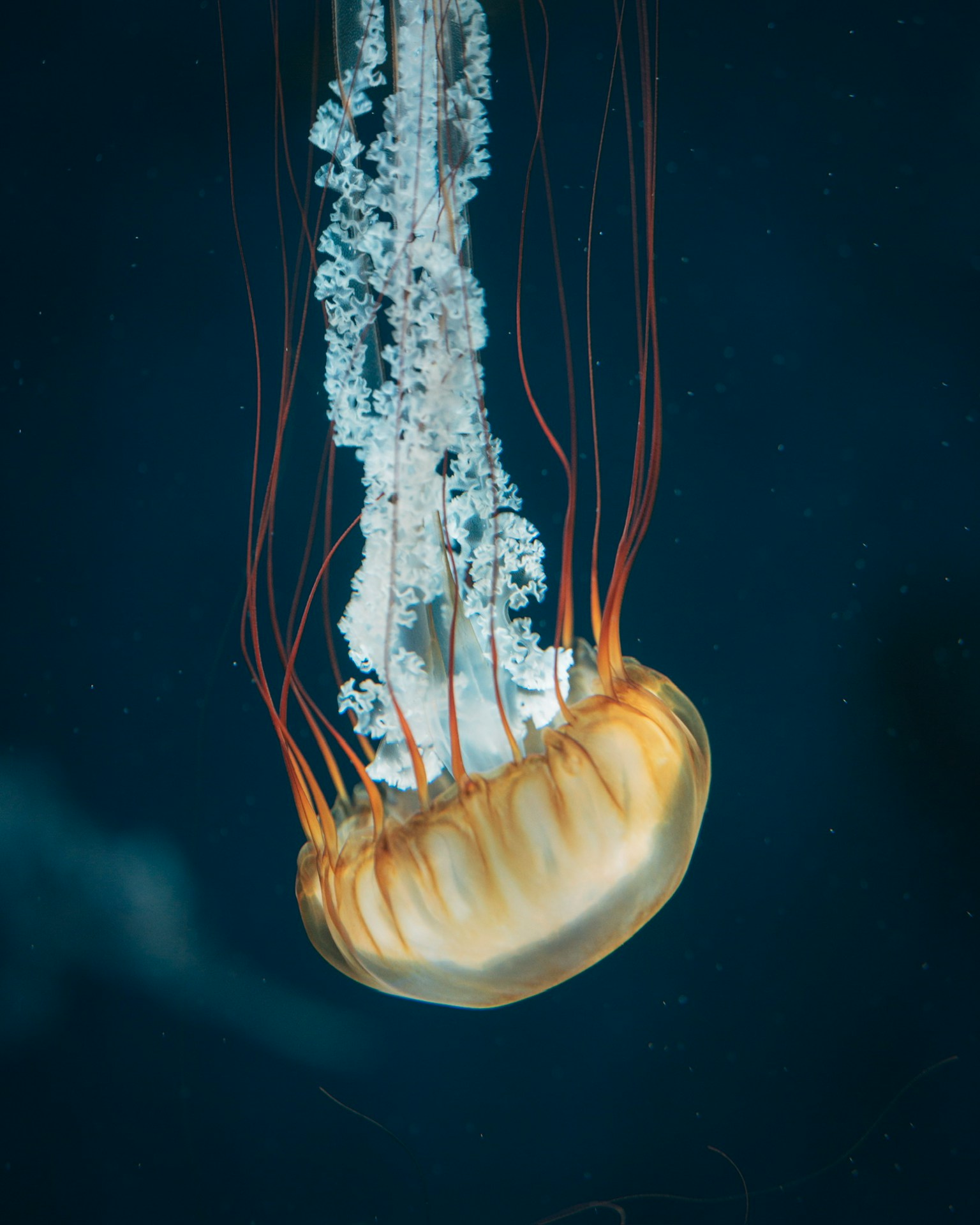 A jellyfish floating underwater with a translucent body and long tentacles