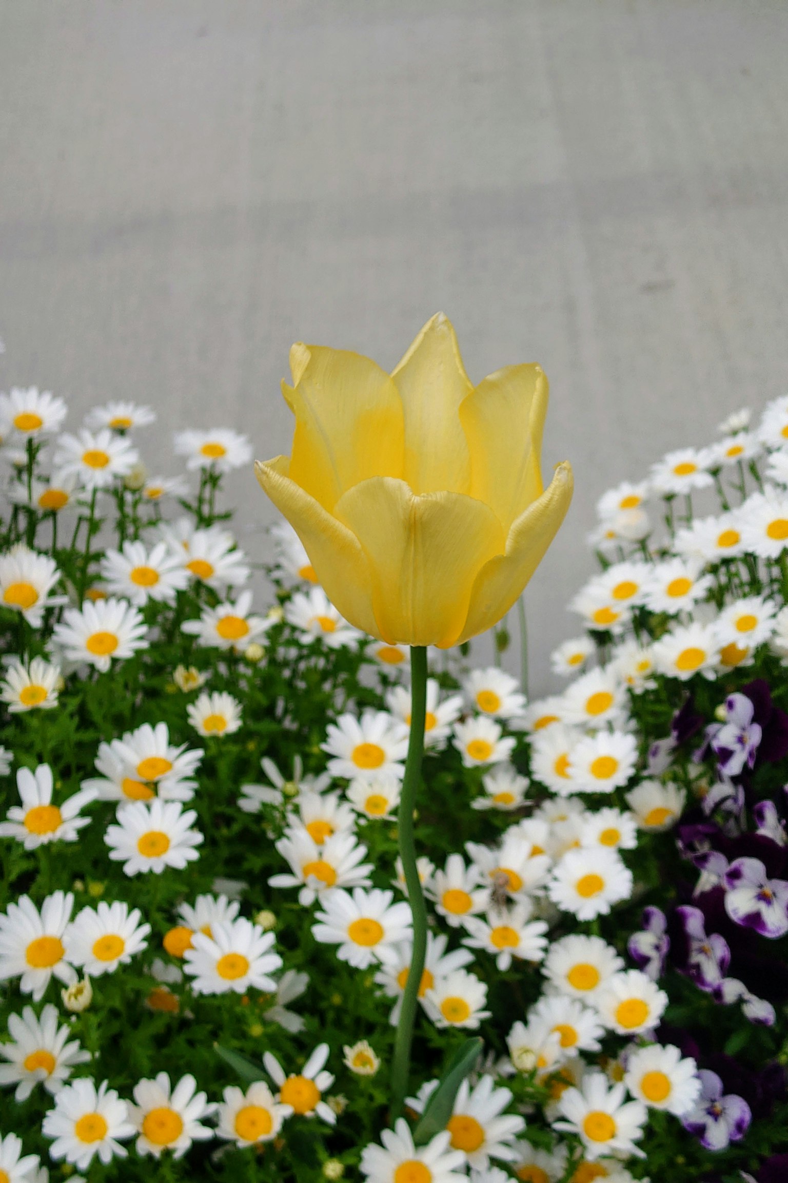 Un tulipano giallo brillante circondato da margherite bianche