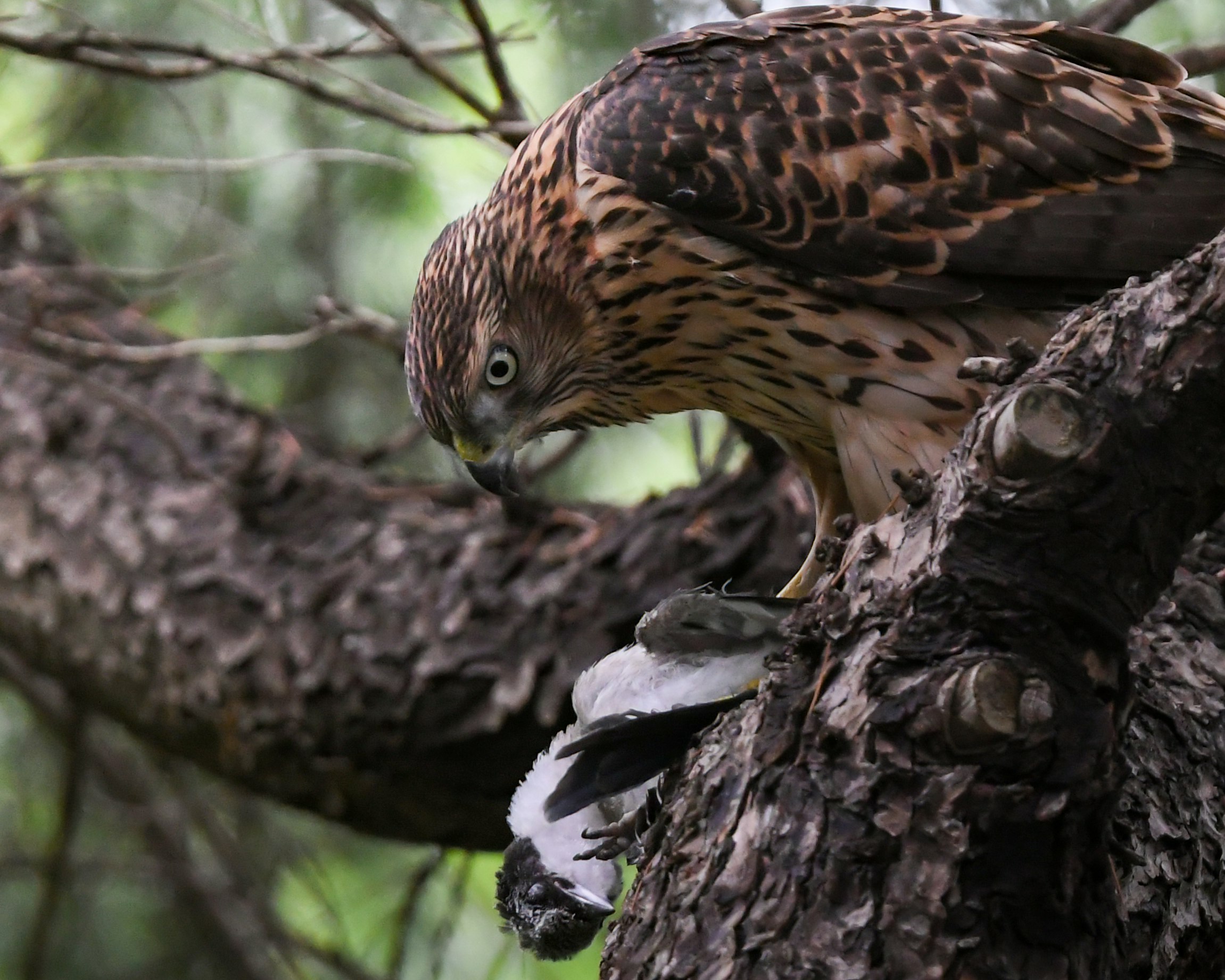 Anak elang goshawk utara bertengger di dahan