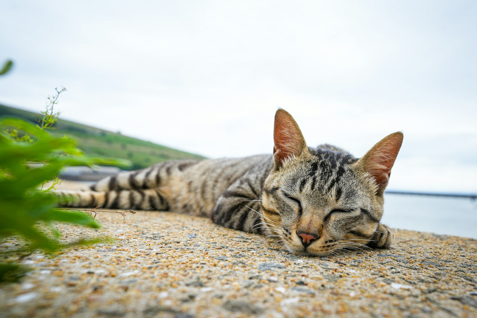 Seekor kucing tabby yang berbaring dengan tenang di atas permukaan batu di tepi laut