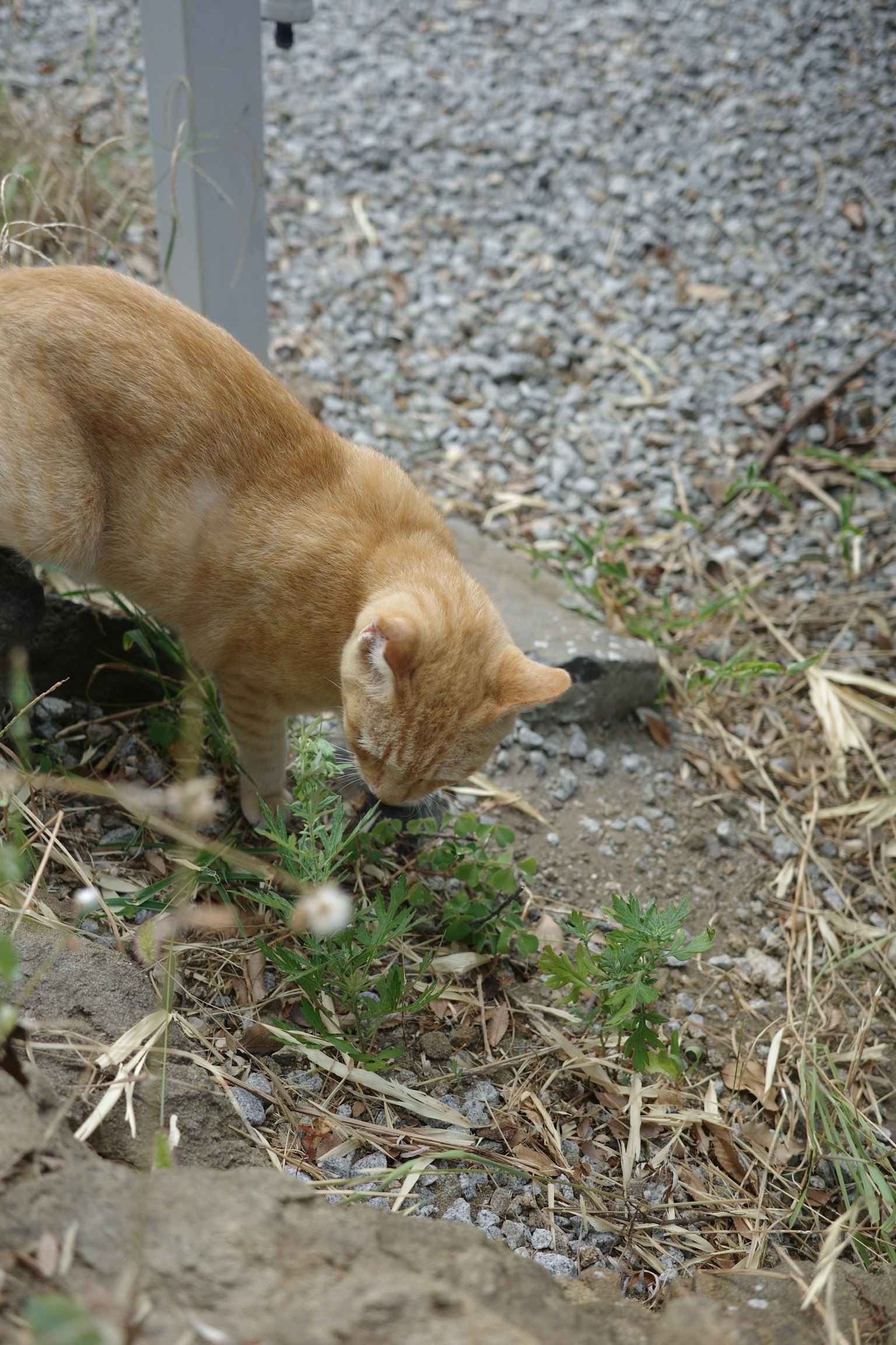 An orange cat exploring the ground