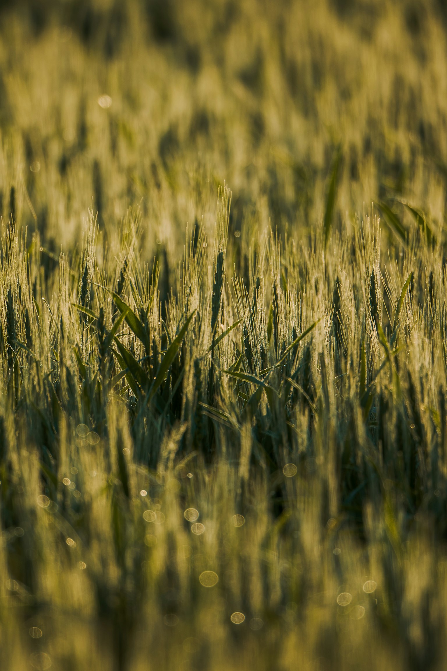 Nahaufnahme eines Weizenfeldes mit schwankenden Ähren grüne und goldene Farbtöne