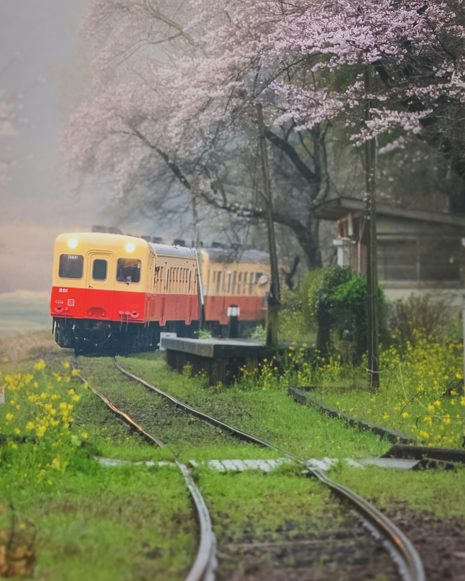 一列色彩繽紛的火車穿過櫻花樹下