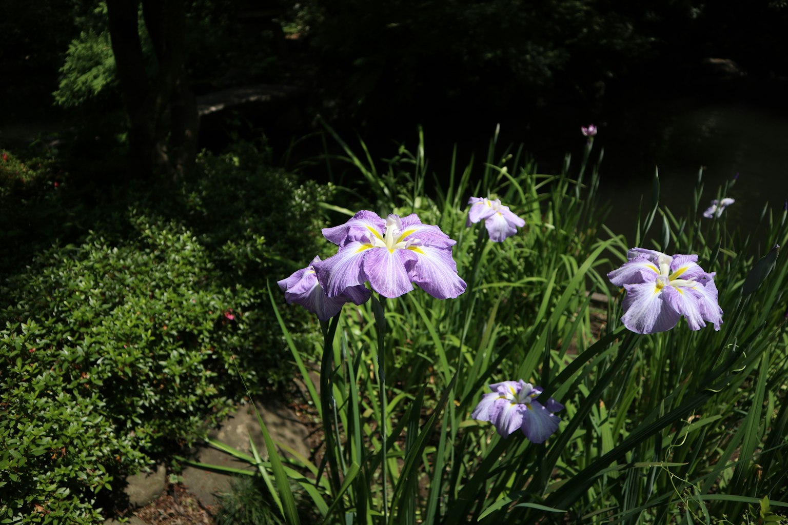 Lila Blumen blühen in einer üppigen grünen Gartenlandschaft