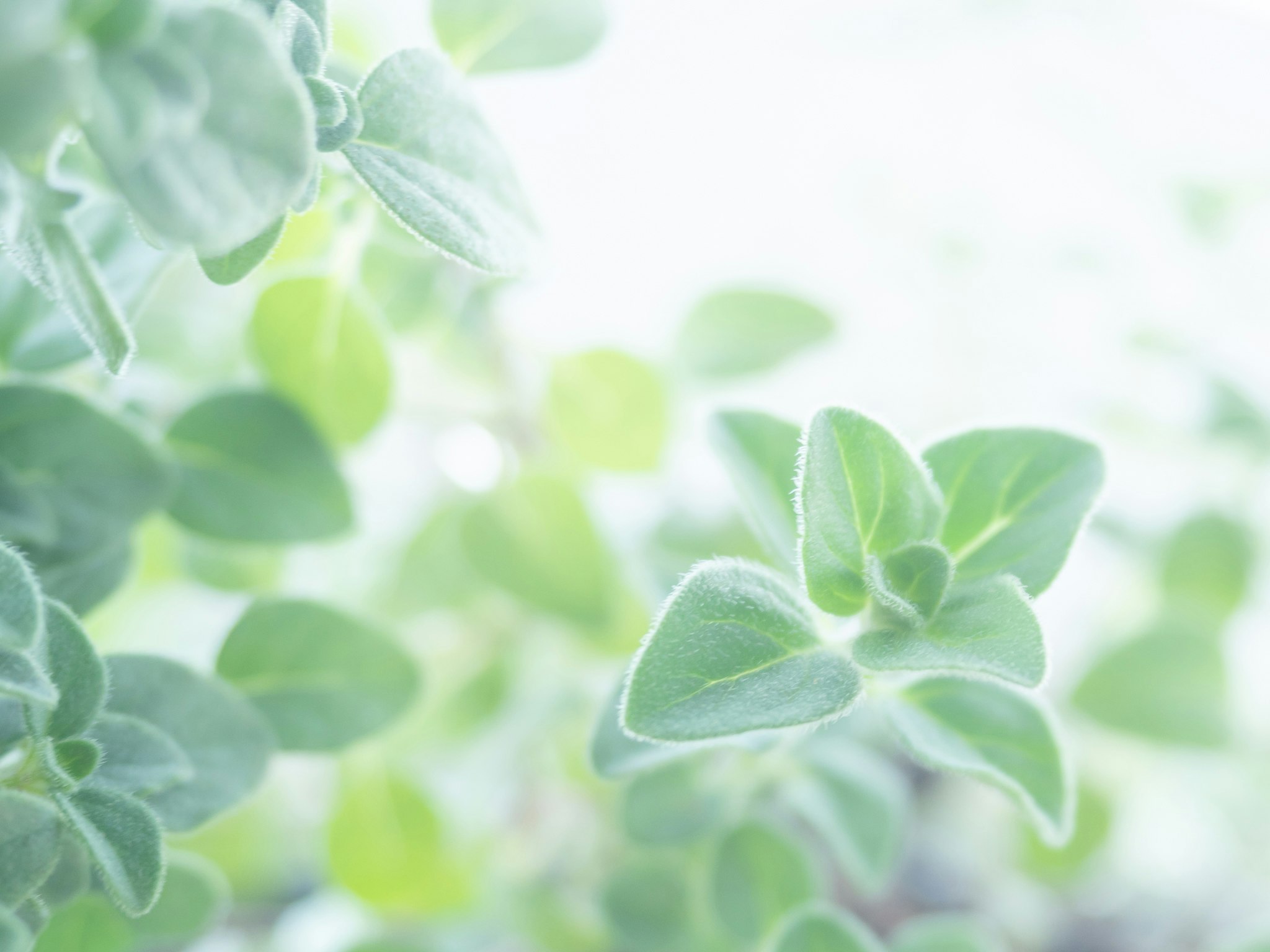 柔らかな光の中の多肉植物の葉のクローズアップ