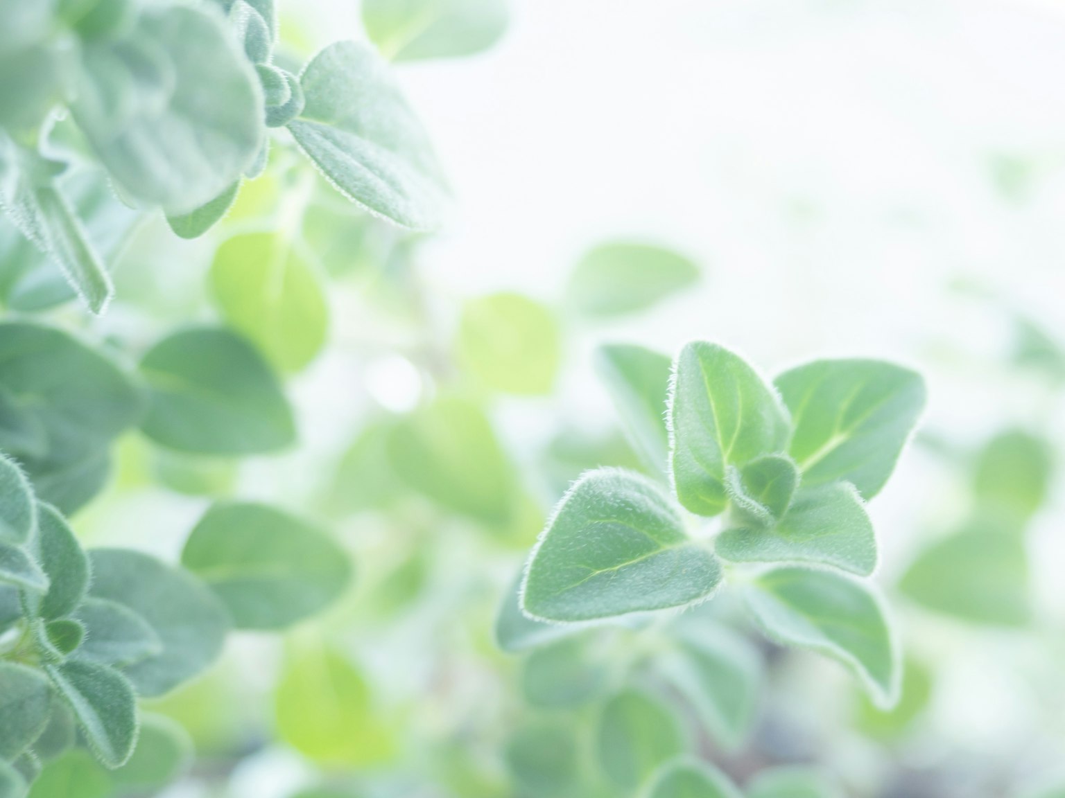 Kamera dekat daun oregano yang重疊 dalam nada hijau muda
