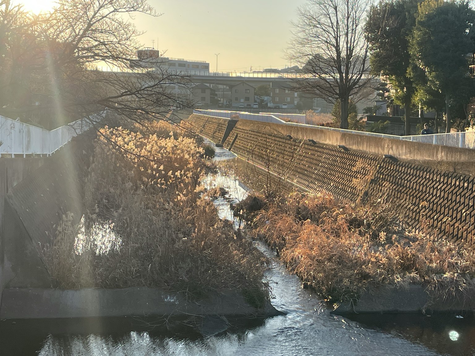 Flux de rivière doux avec lumière du soleil et plantes sèches