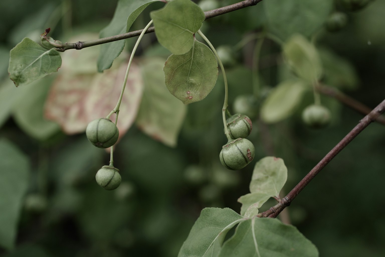 Gros plan sur des branches avec des fruits verts et des feuilles