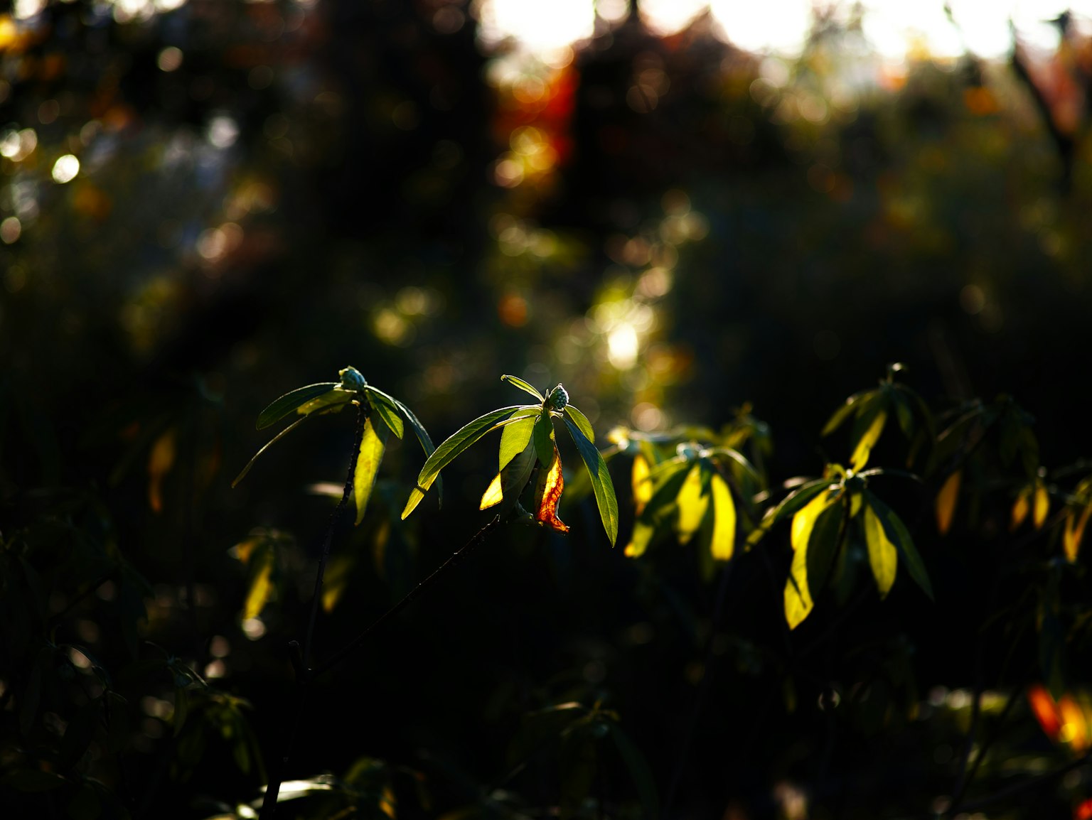 Nature scene featuring green leaves highlighted against a dark background