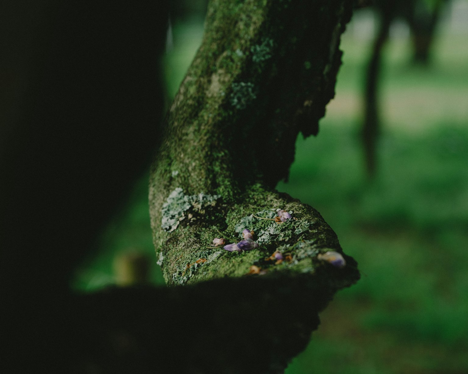 Primer plano de una rama de árbol cubierta de musgo con fondo verde
