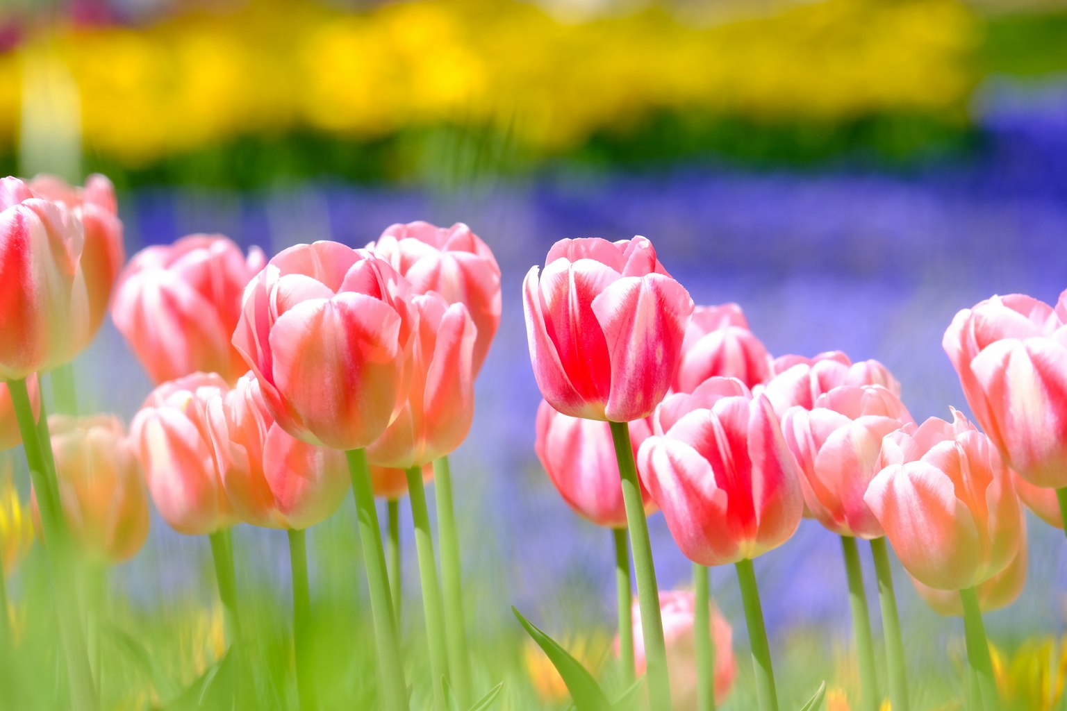 Cảnh đẹp của những bông tulip hồng đang nở