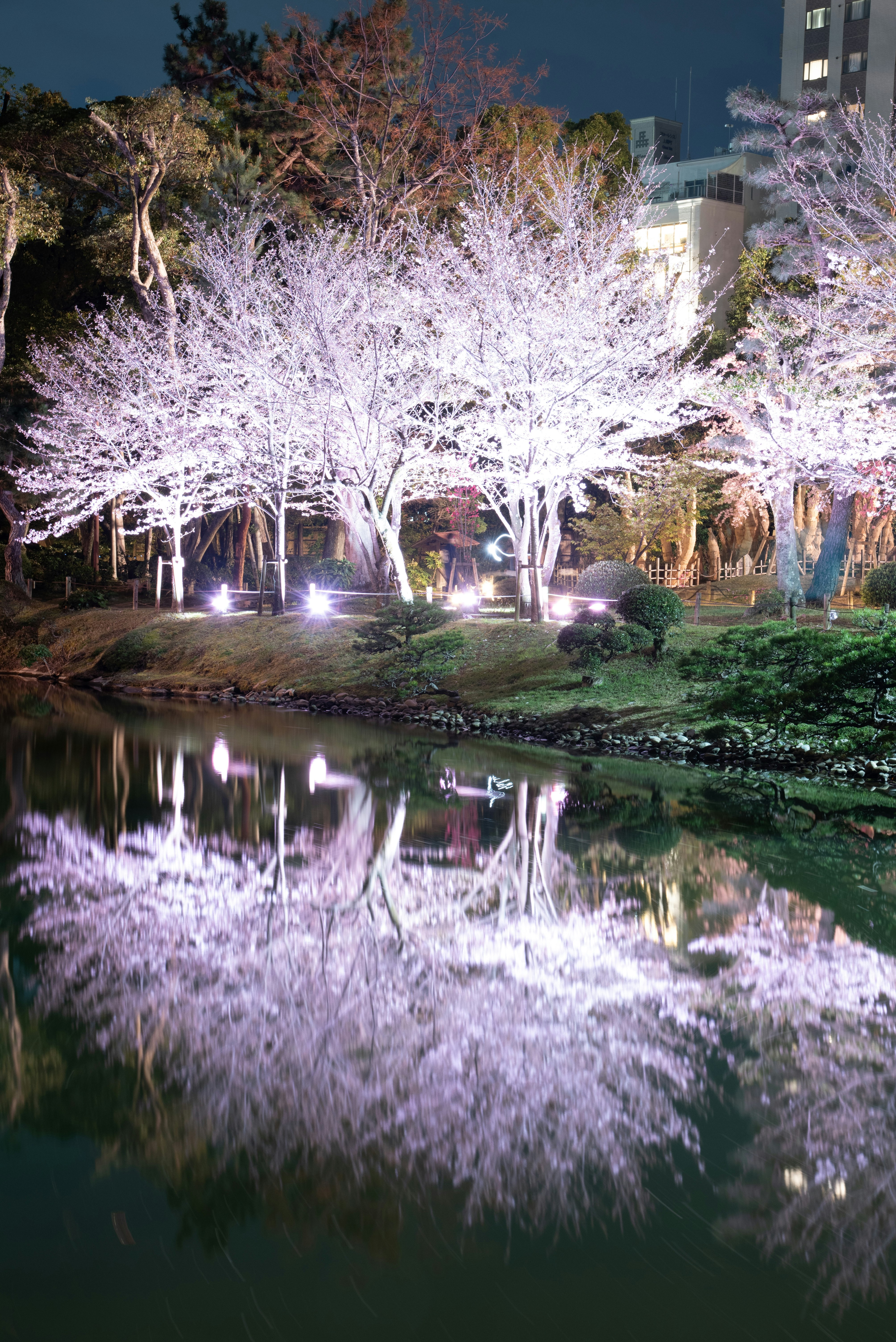 Bellissima scena di alberi di ciliegio illuminati e il loro riflesso in uno stagno di notte