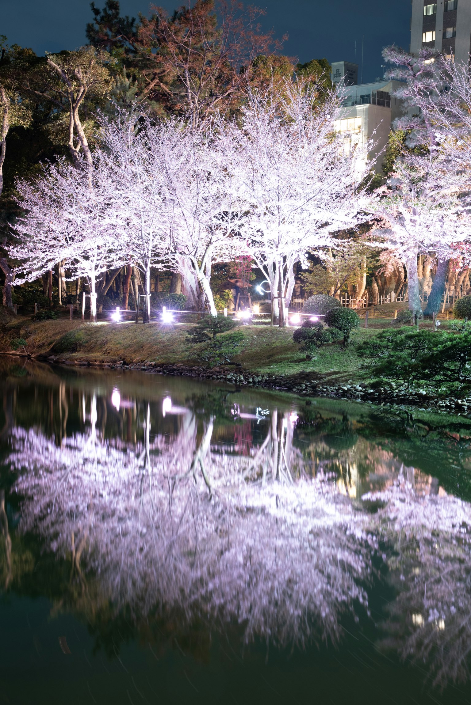 夜晚照亮的櫻花樹及其在池塘中的倒影的美麗場景