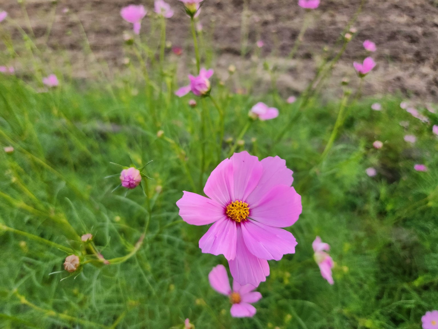 ดอกโคซโมสสีชมพูบานอยู่บนพื้นหลังสีเขียว