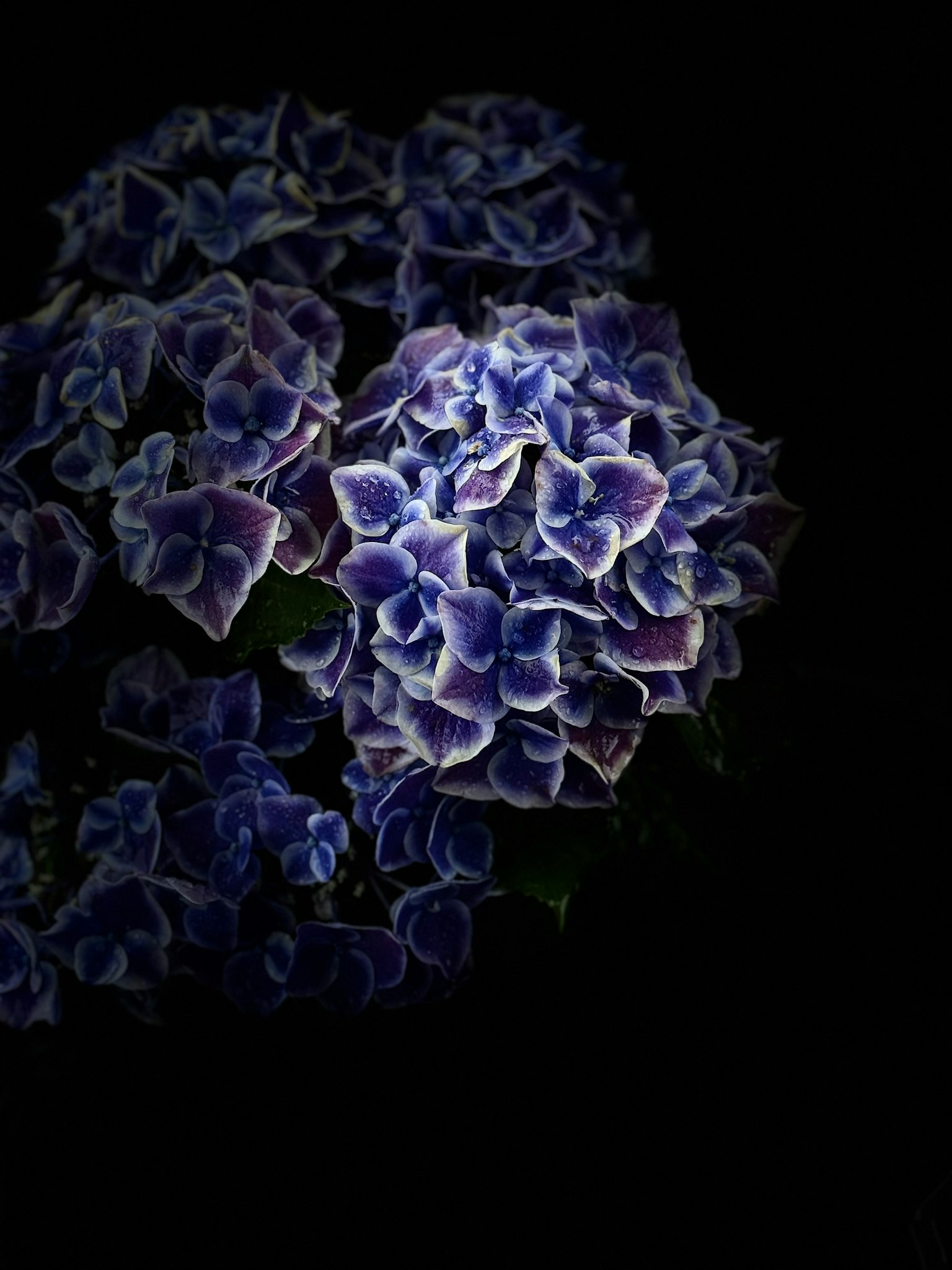 A cluster of blue-purple hydrangea flowers against a dark background