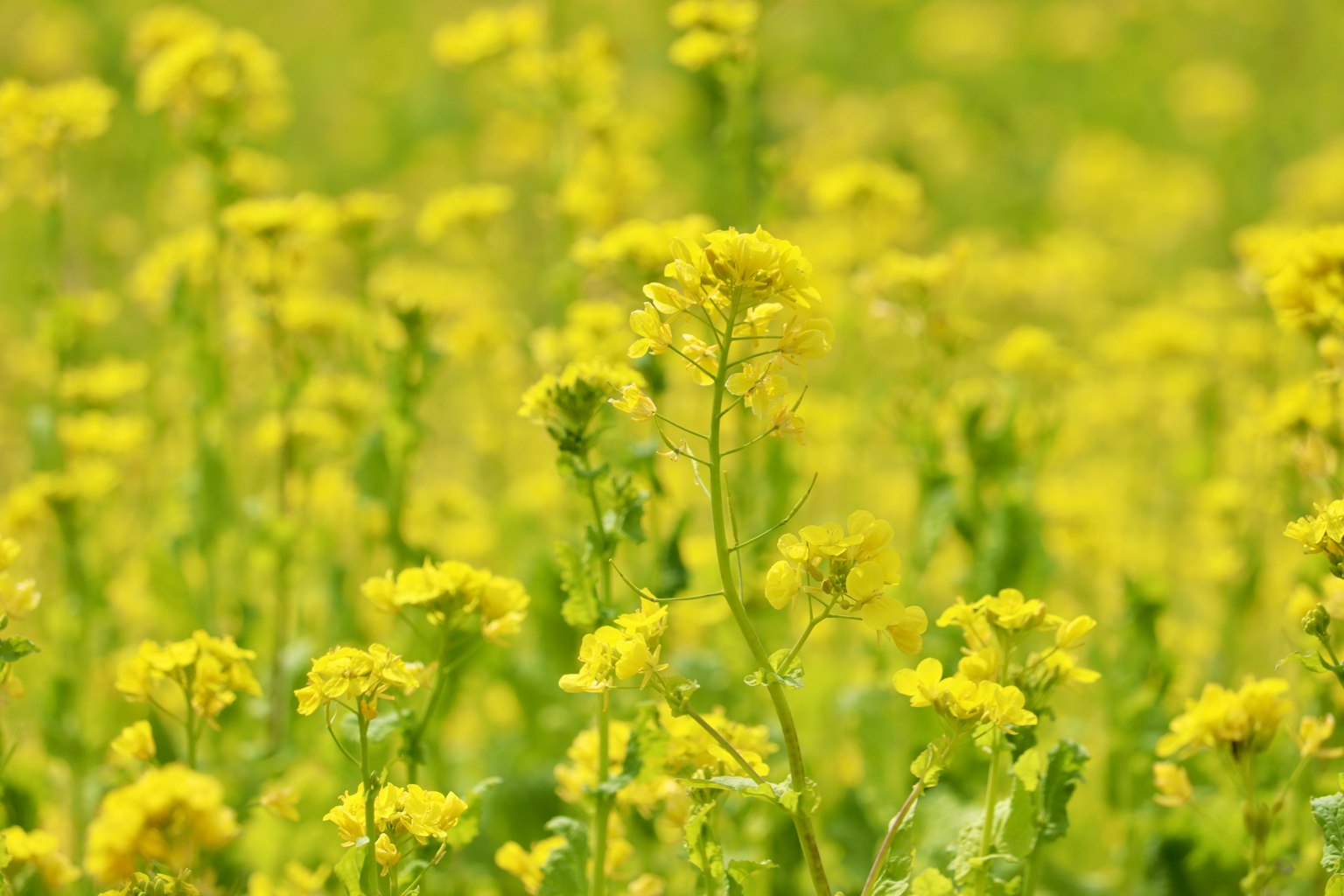 Primer plano de un campo de flores amarillas brillantes