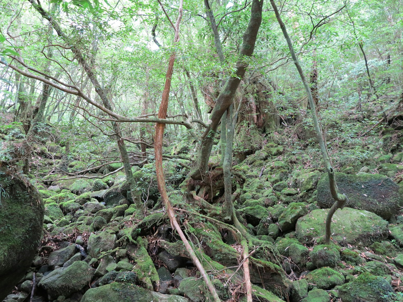 Escena de bosque frondoso con rocas y árboles dispersos