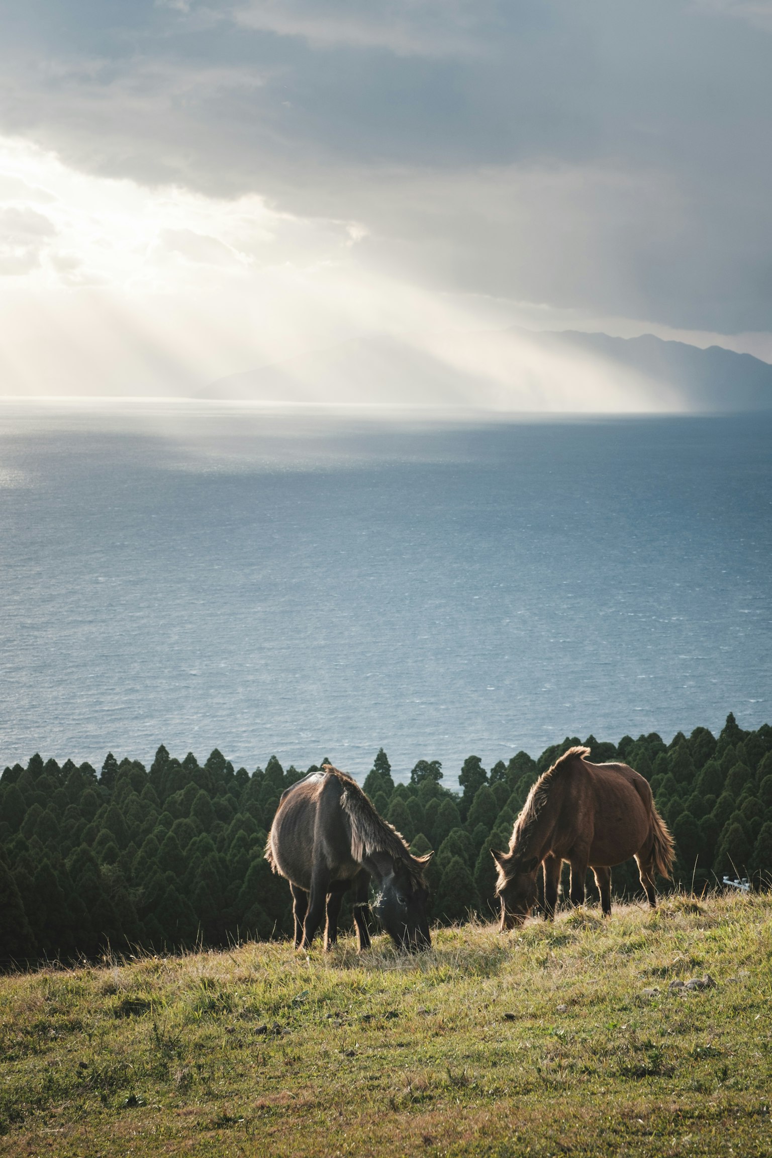 Cows grazing on a hillside overlooking the ocean with sunlight breaking through clouds