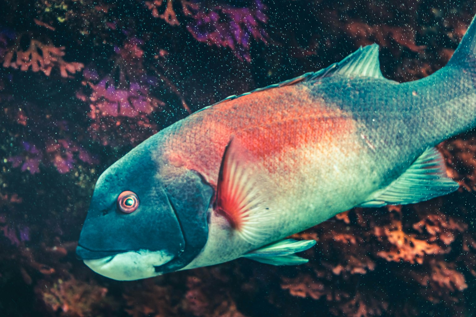 Ikan berwarna cerah berenang melawan latar belakang terumbu karang