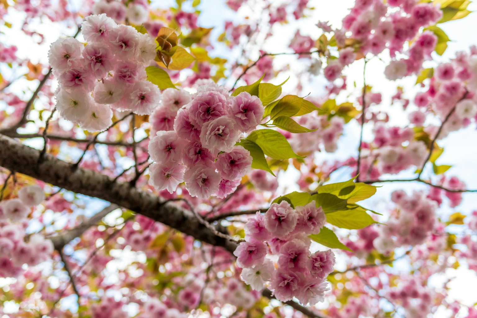 樱花盛开的树枝特写