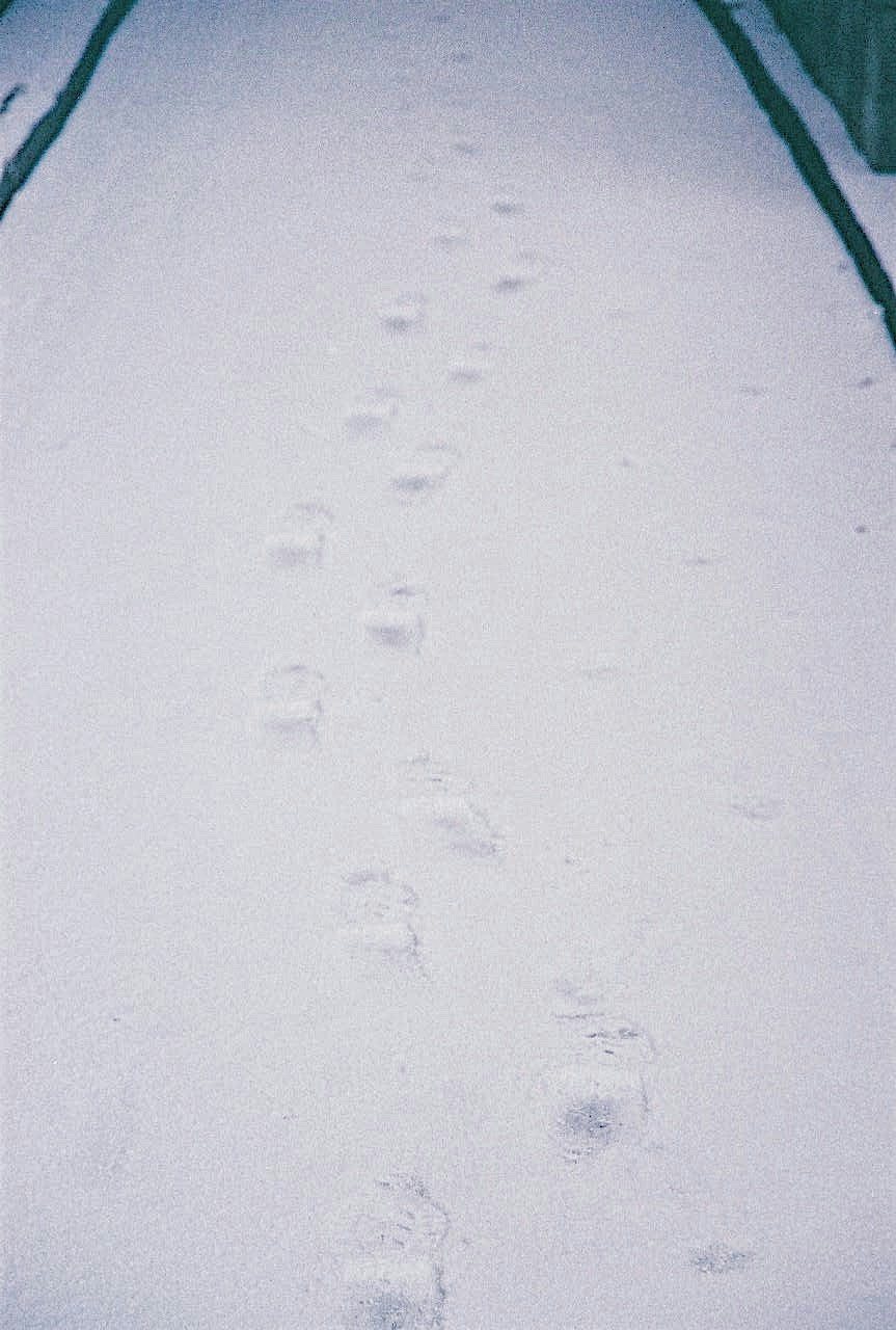 新雪上延伸的脚印特写