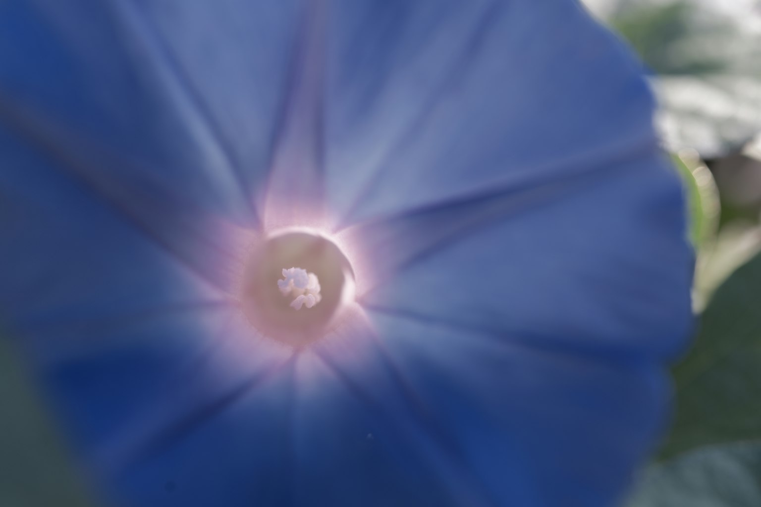 青い花の中心部が明るく光っている様子