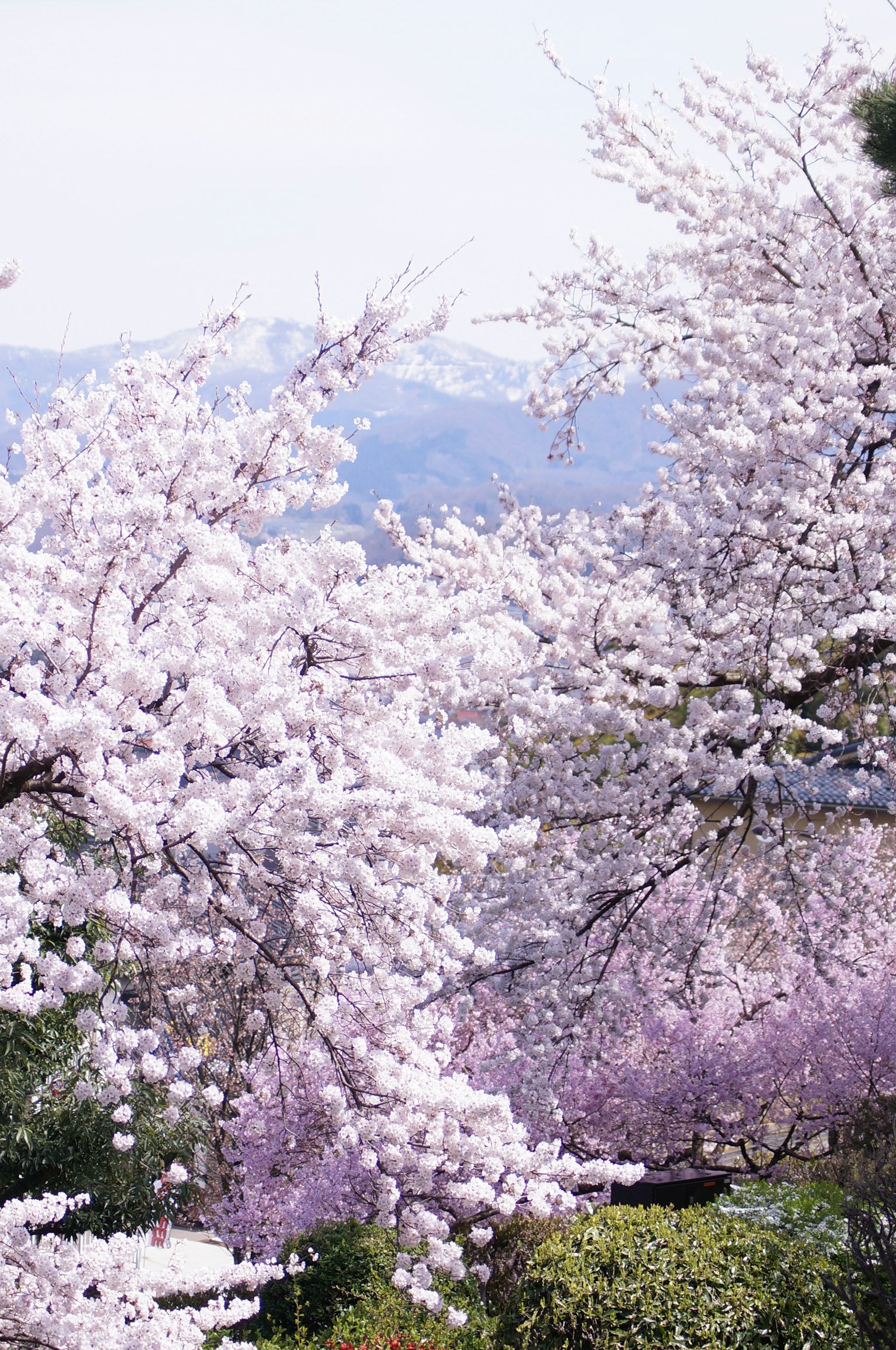 De magnifiques cerisiers en fleurs