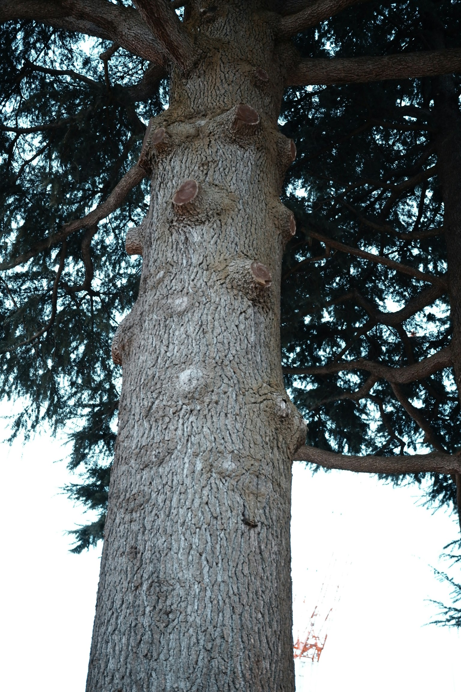 Close-up of a tree trunk with textured bark and green foliage