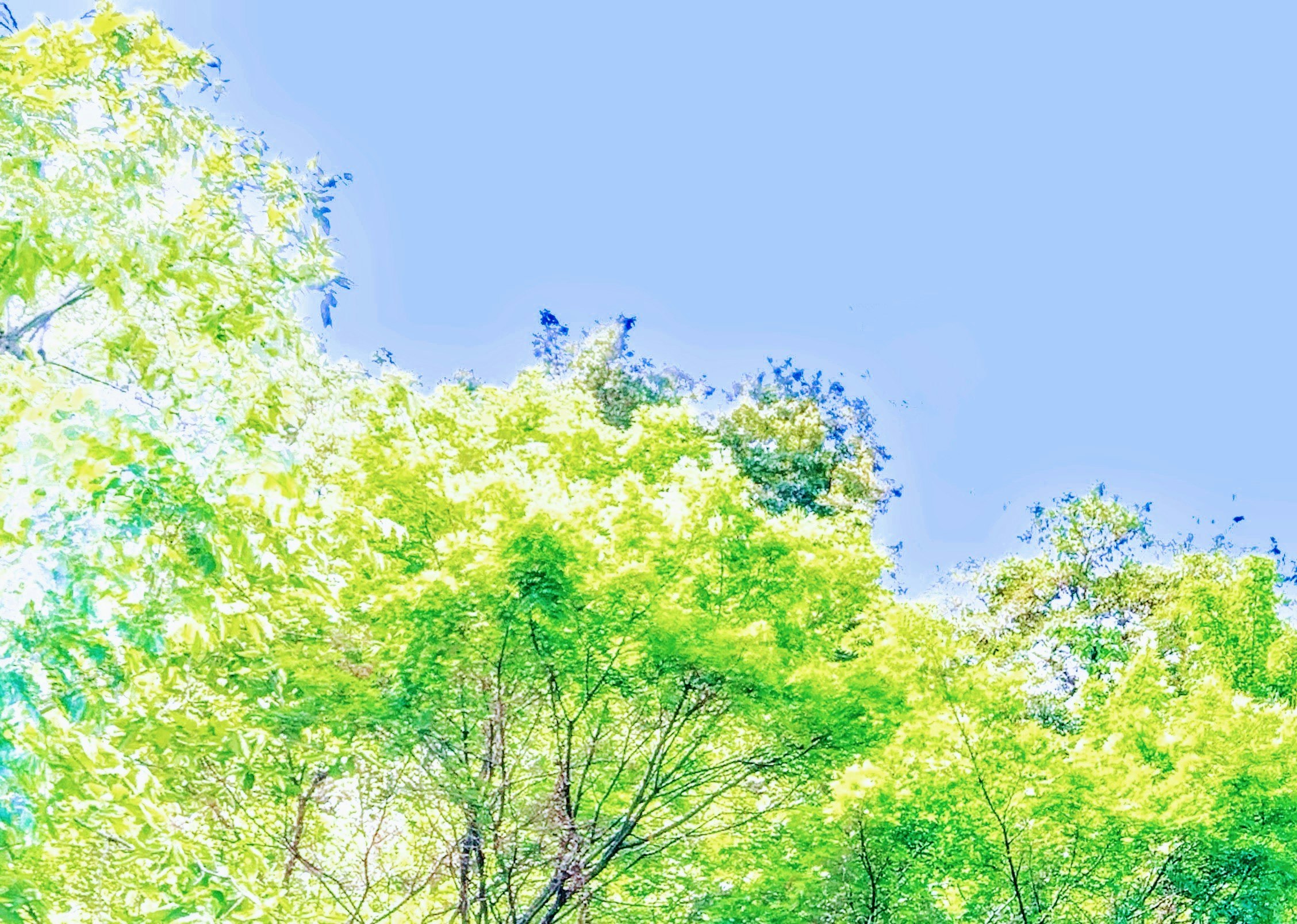 蓝天和郁郁葱葱的绿色树木的风景