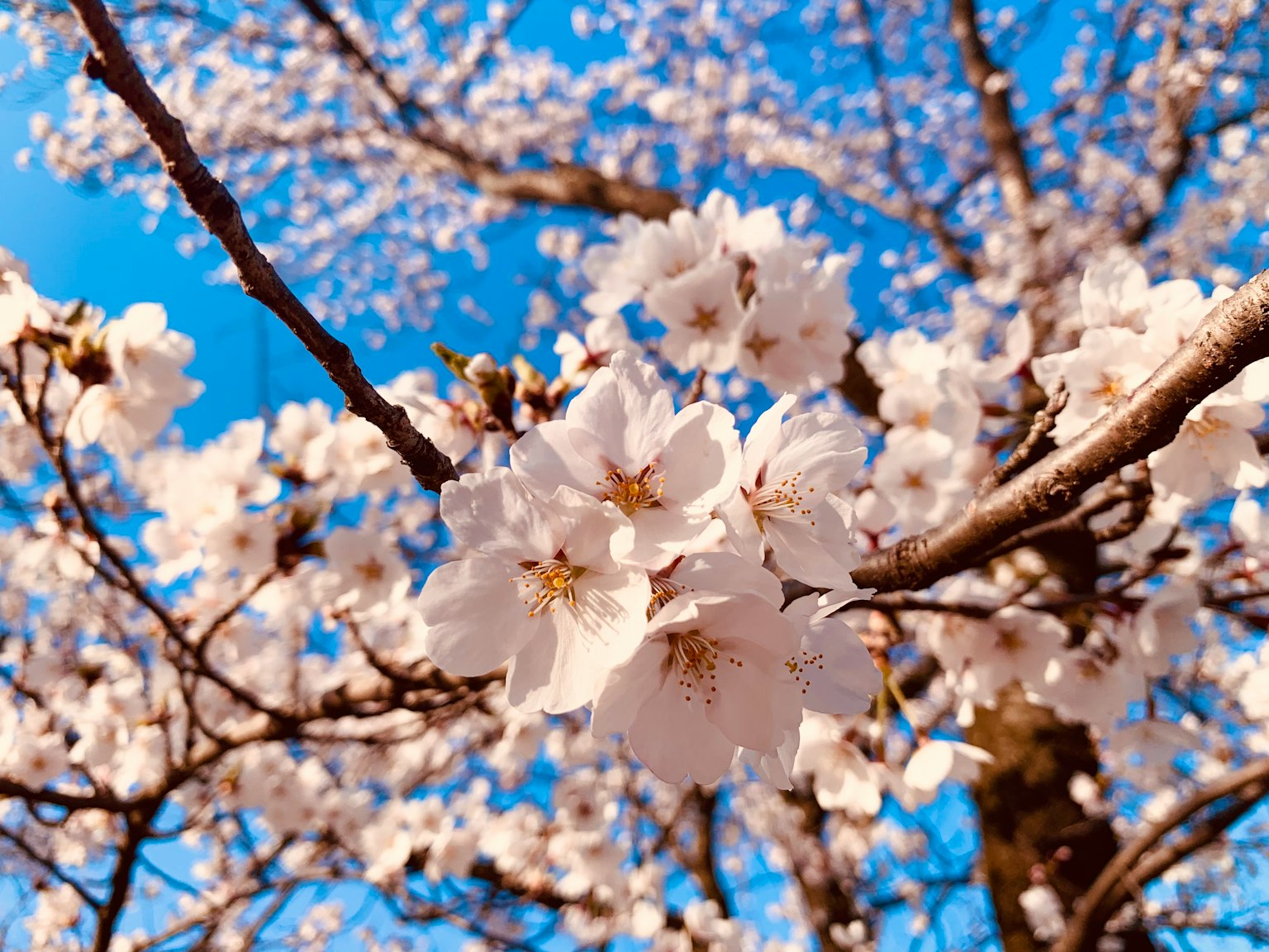 Fiori di ciliegio che fioriscono su rami sotto un cielo blu