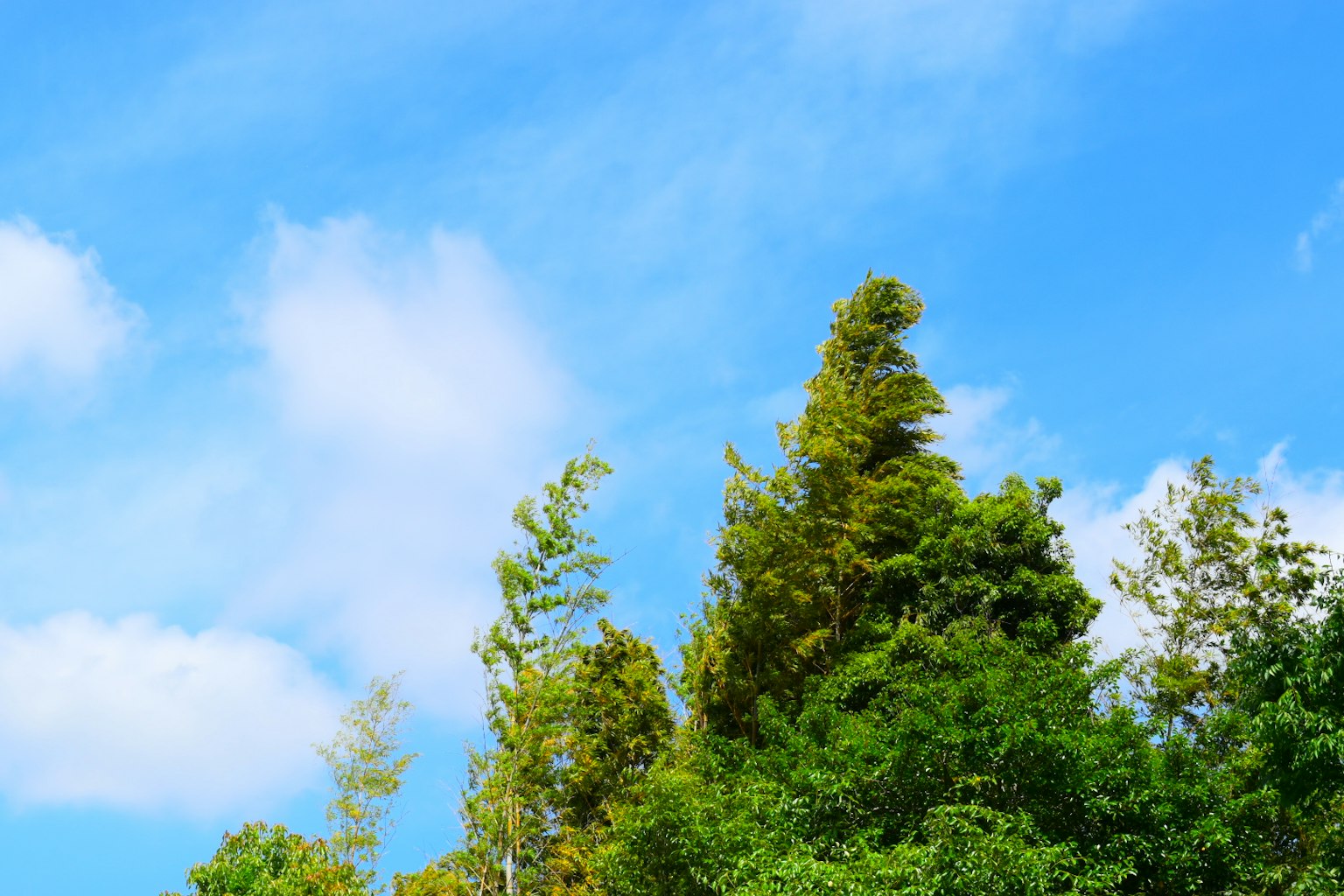 Landscape featuring green trees against a blue sky