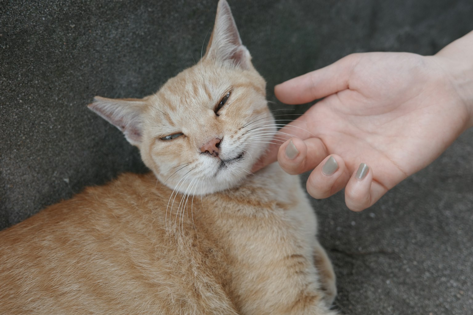 Un gatto arancione felice accarezzato da una mano