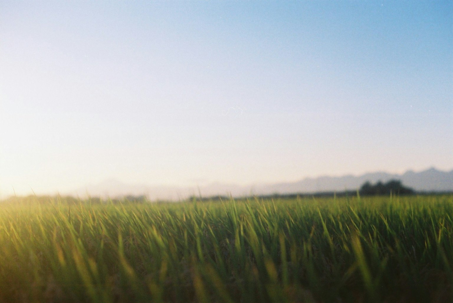 Lush green rice field under a clear blue sky with gentle sunlight