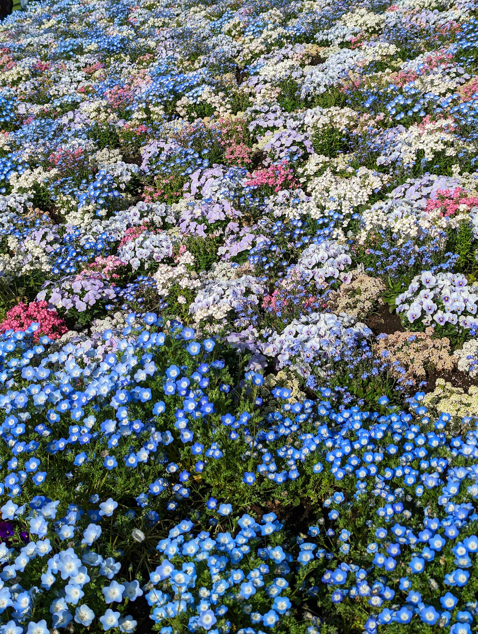 Parterre vibrant de fleurs épanouies de différentes couleurs