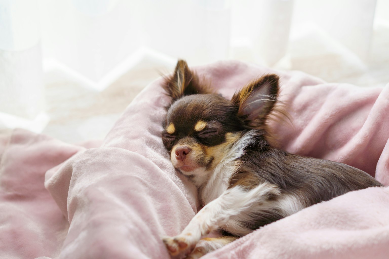 Un Chihuahua che dorme rilassato su una coperta rosa