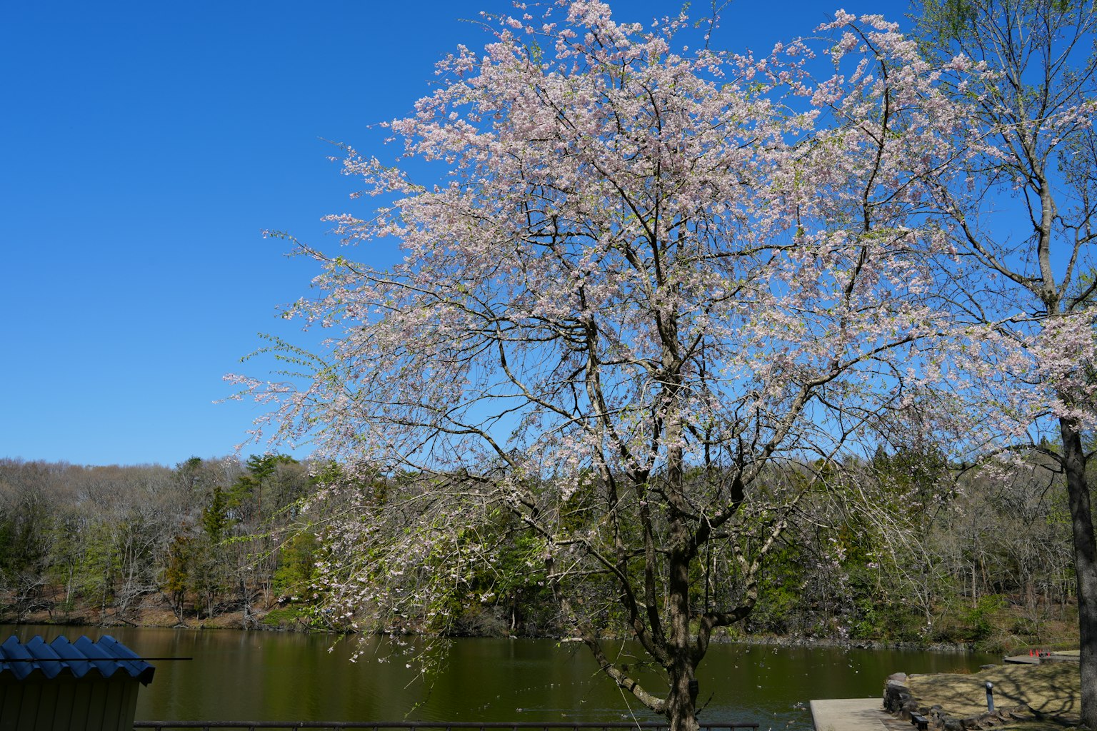 Cherry blossom tree in full bloom beside a tranquil lake under a clear blue sky