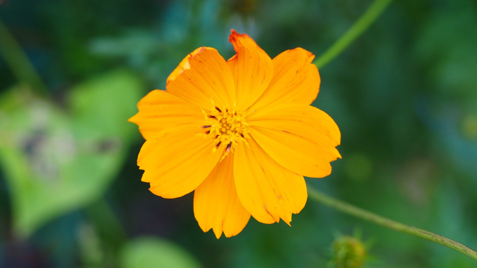 A bright orange flower stands out against a green background
