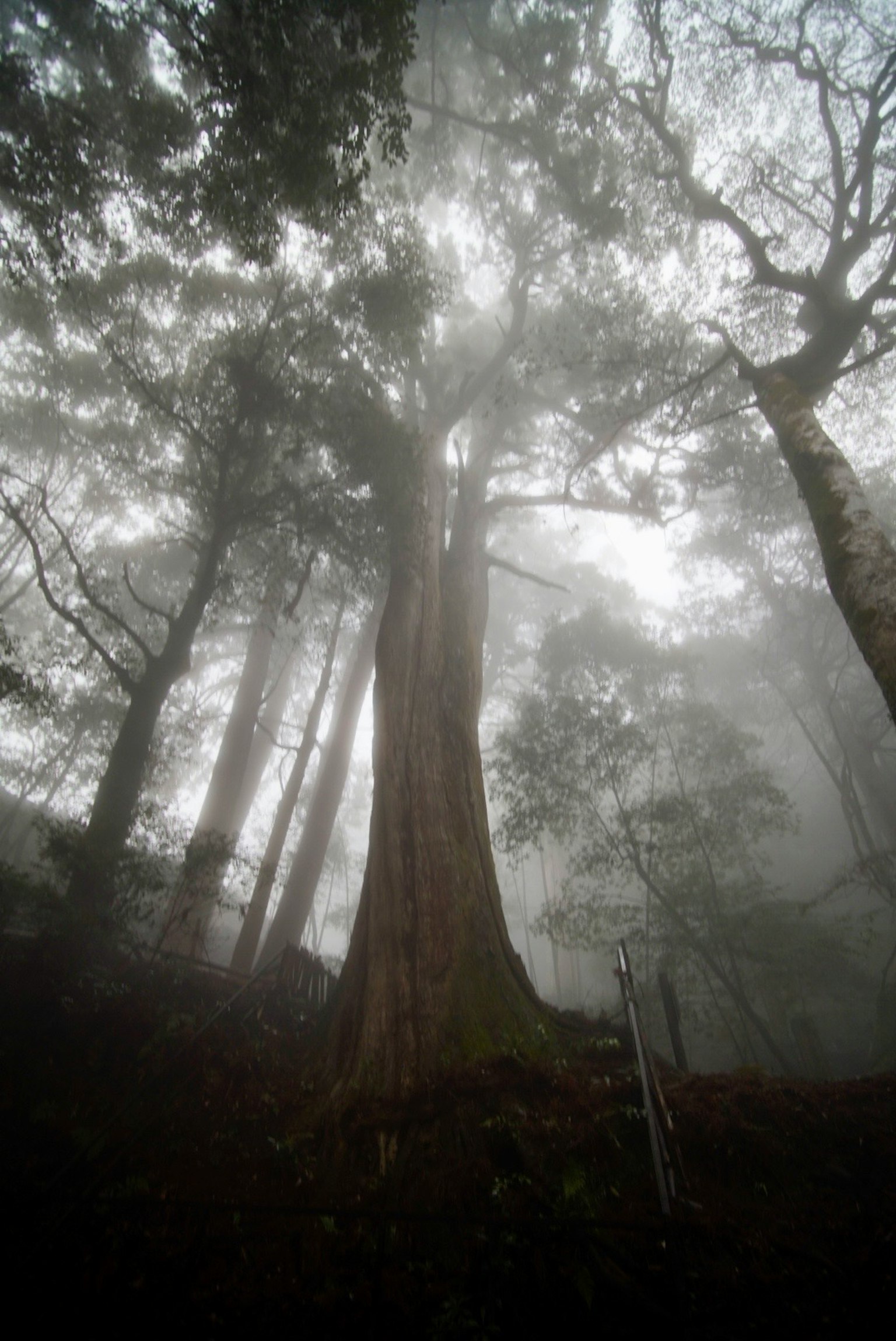 Alto albero in una foresta nebbiosa con luce soffusa