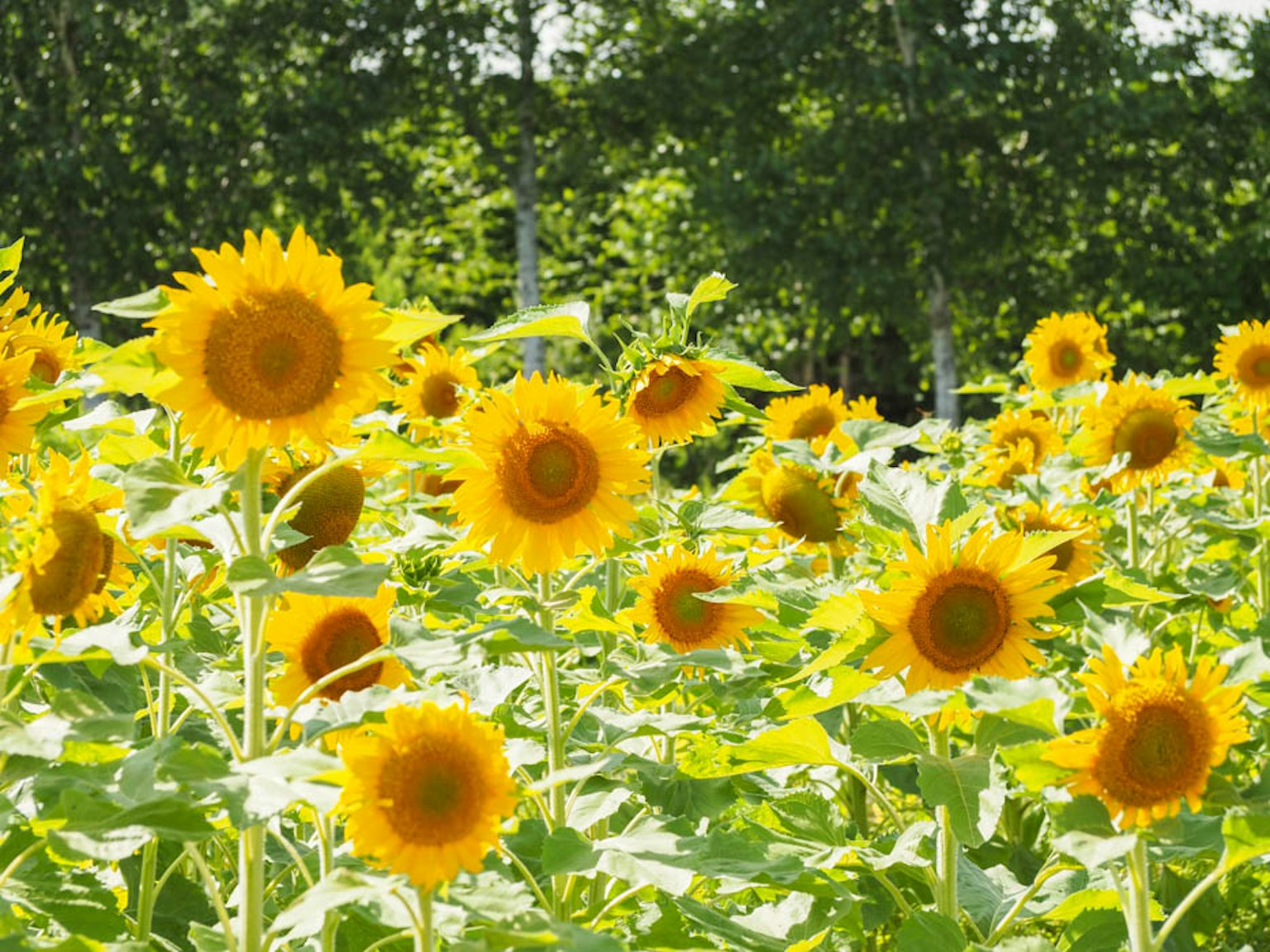 Campo luminoso di girasoli in fiore