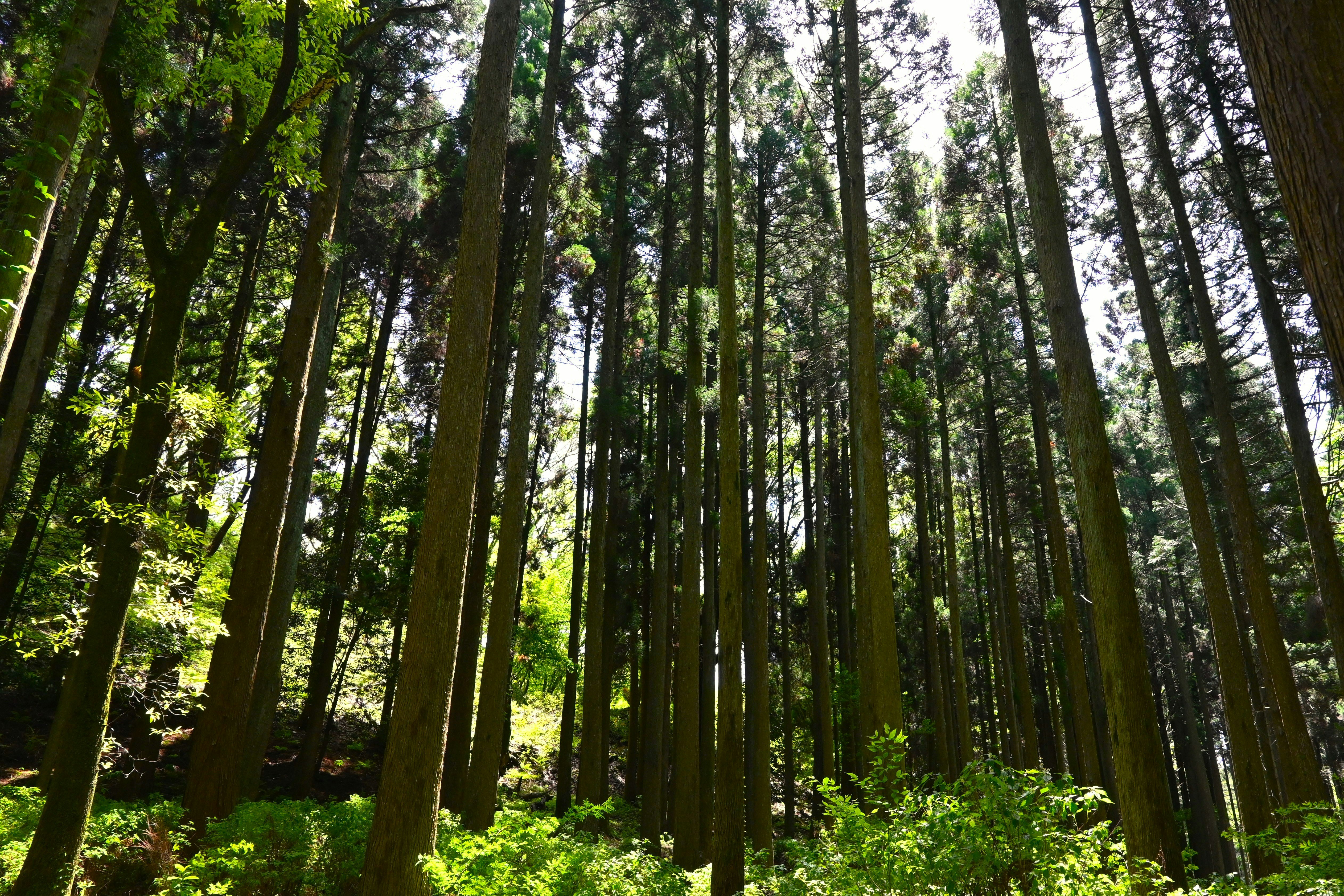 lush forest of tall trees