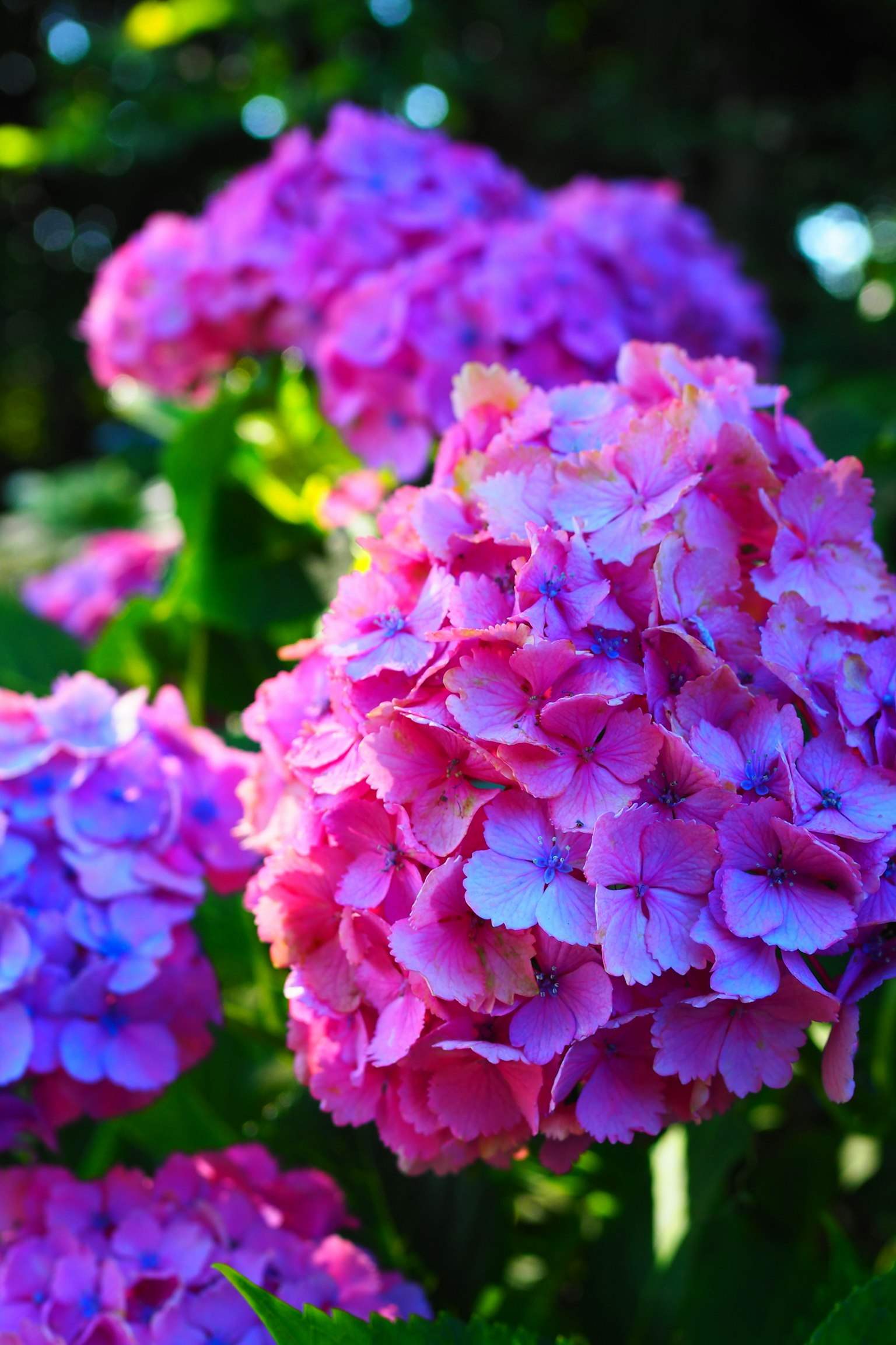 Flores de hortensia en vibrantes tonos de rosa y púrpura