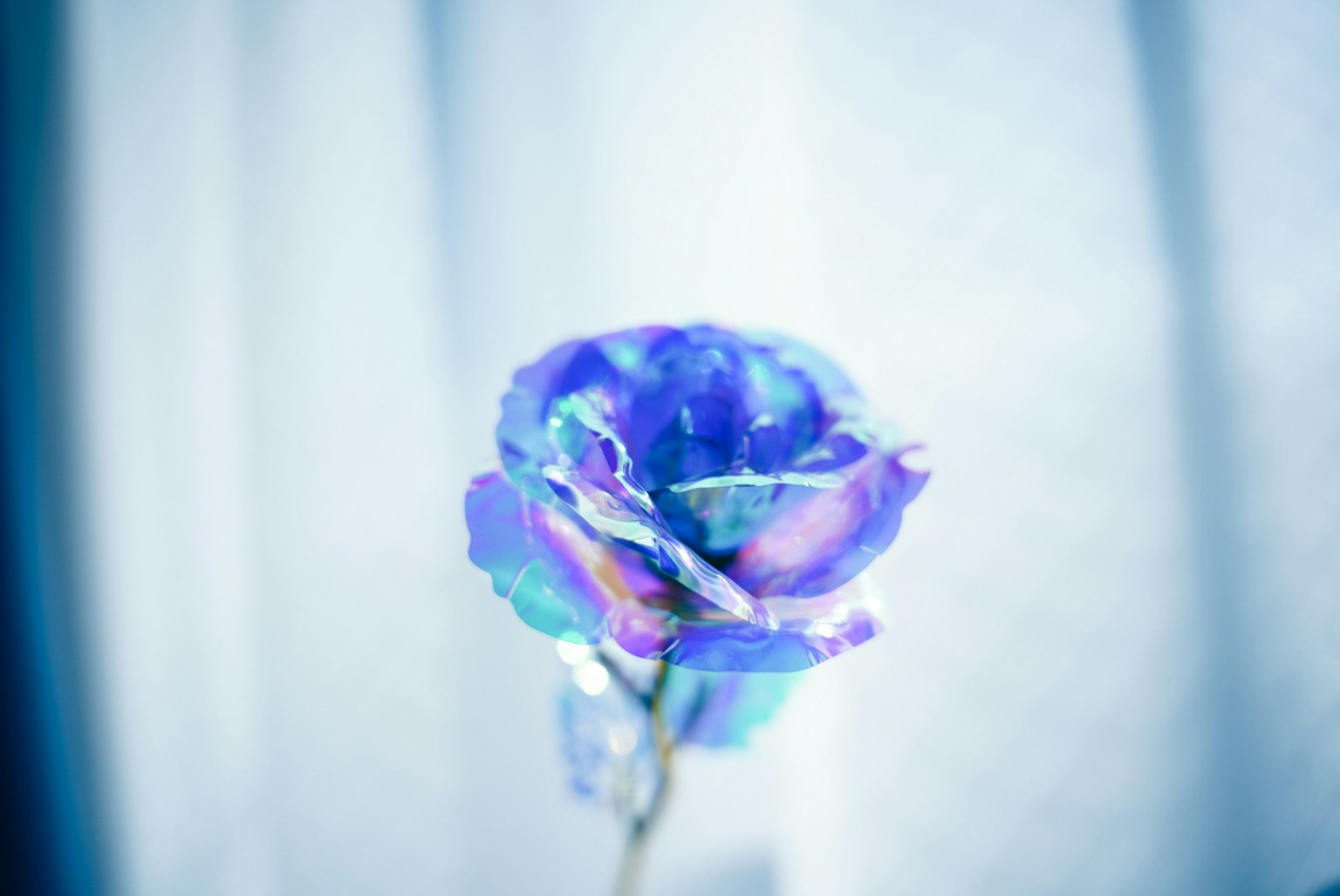 特寫美麗的玫瑰，帶有藍色和紫色花瓣