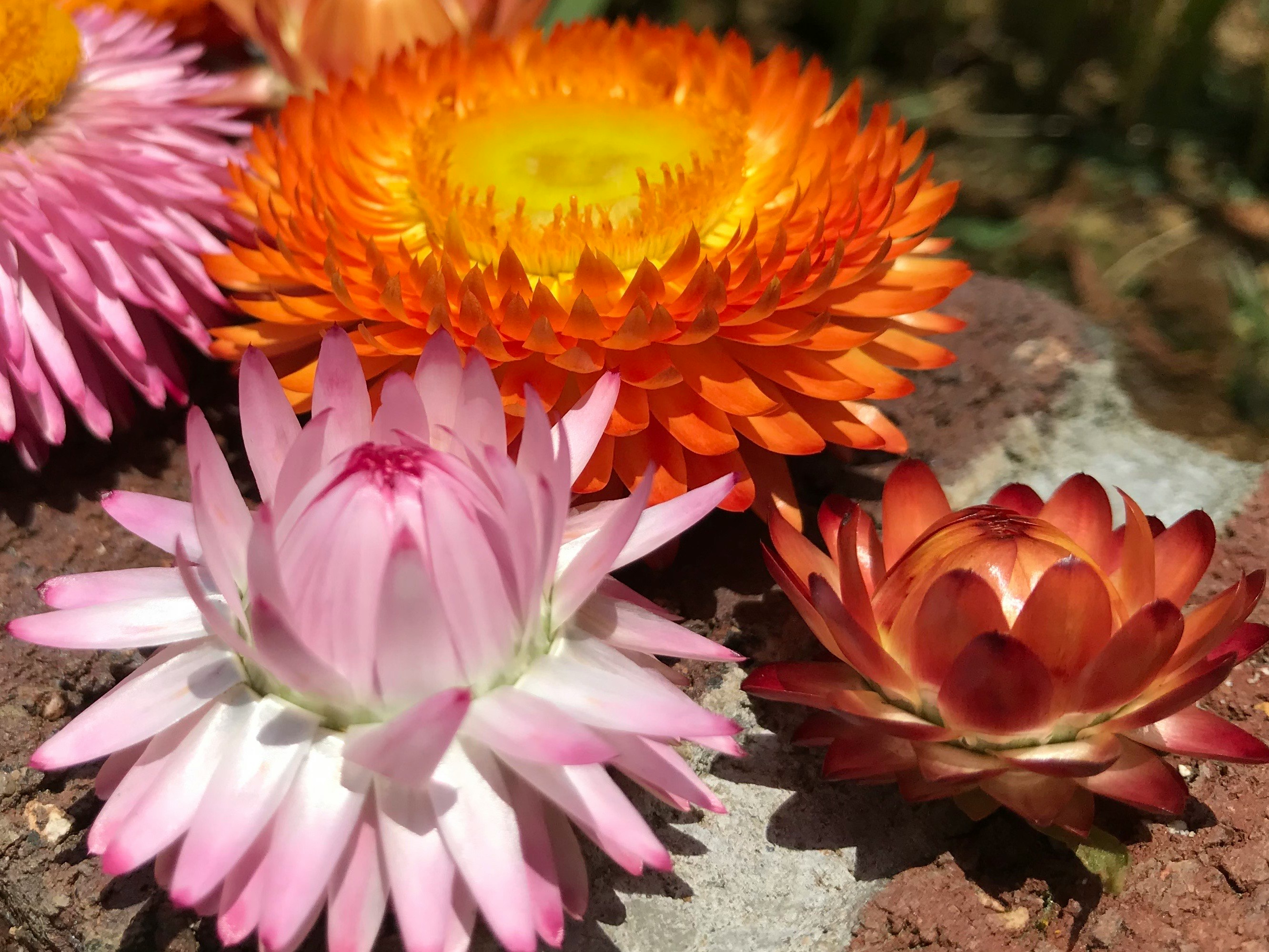 色鮮やかな多肉植物の花が並ぶ花壇のアップ