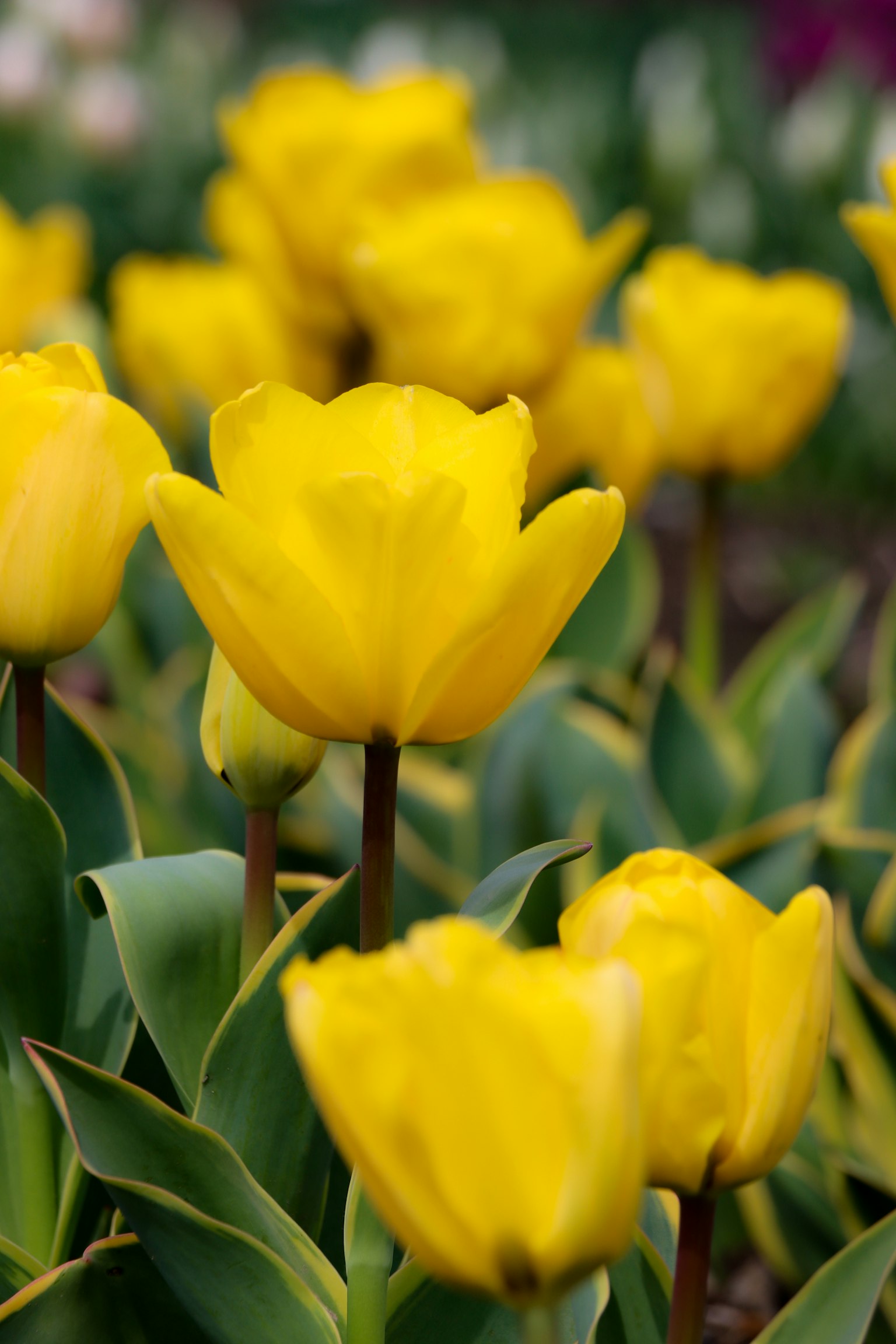 Tulipani gialli vivaci che fioriscono in un giardino