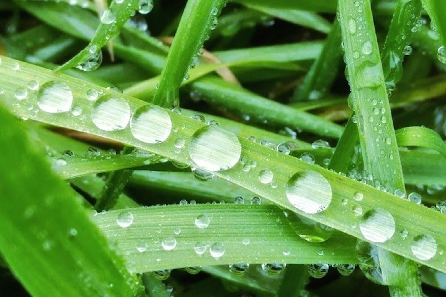Primer plano de hierba verde con gotas de agua