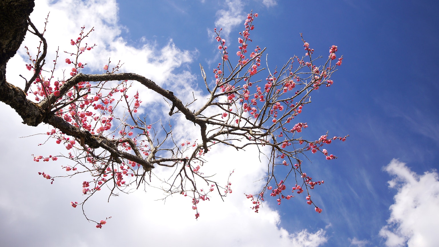 Cabang bunga sakura dengan bunga merah muda di latar belakang langit biru